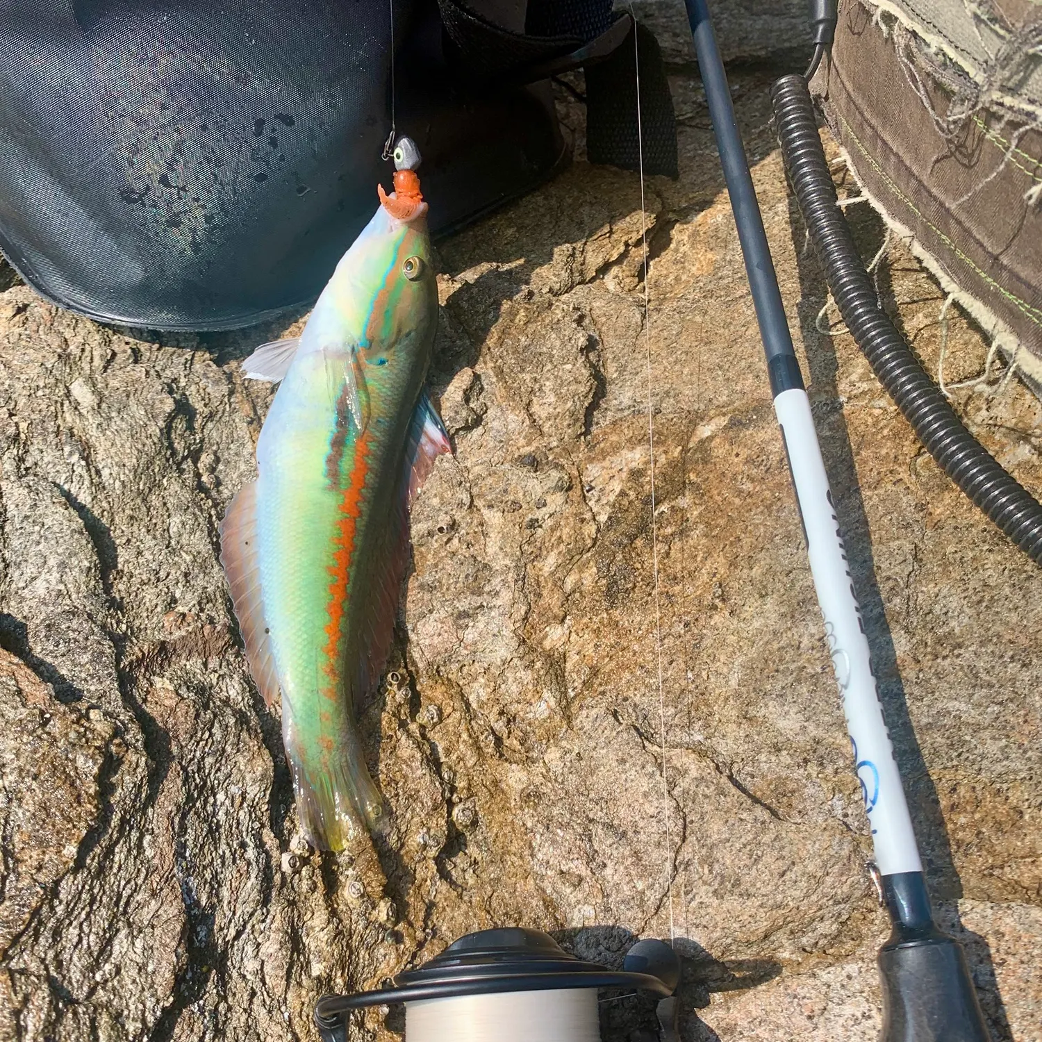 The most recent Mediterranean rainbow wrasse catches on Fishbrain