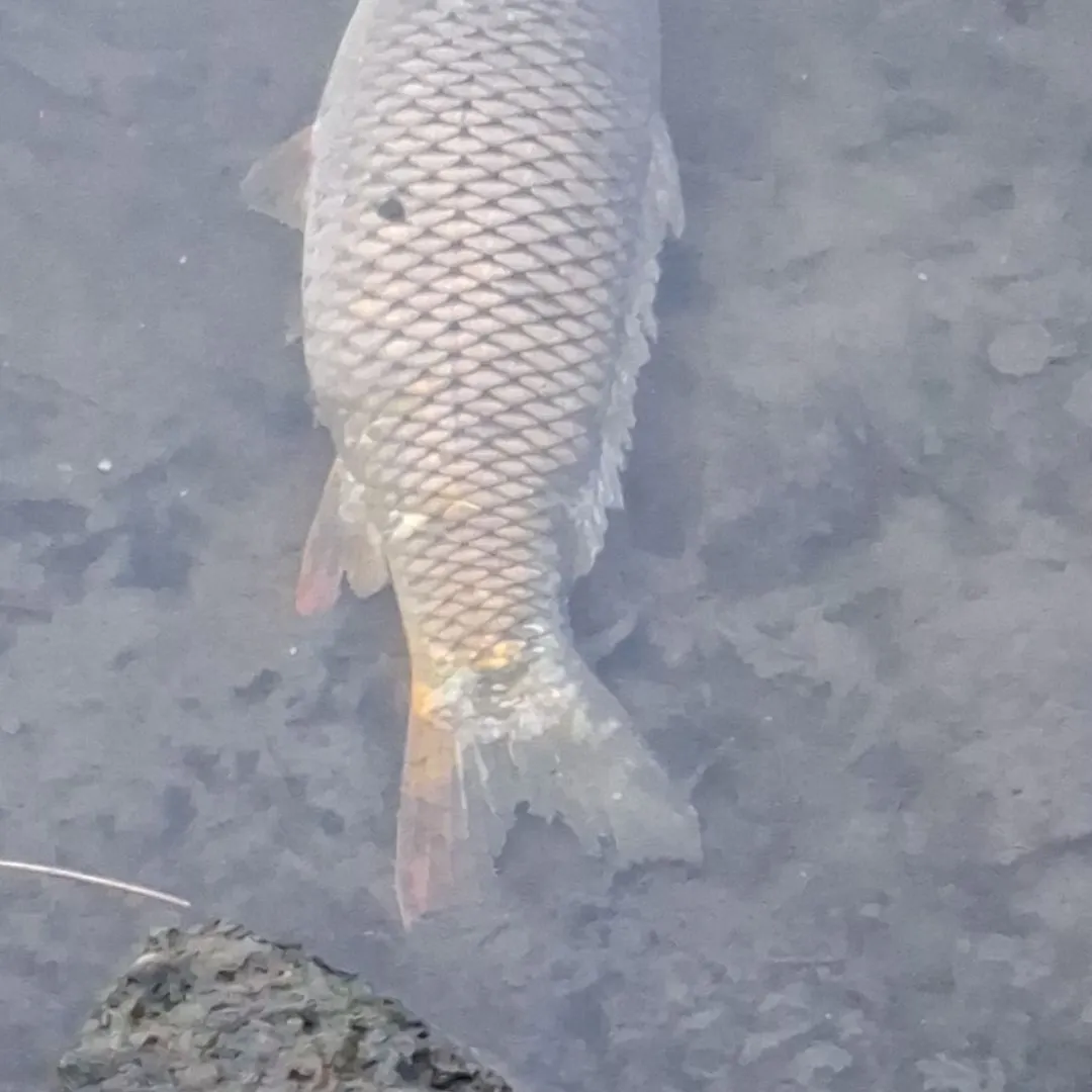 Fish caught on Fishbrain