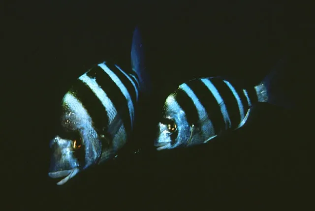 Zebra seabream