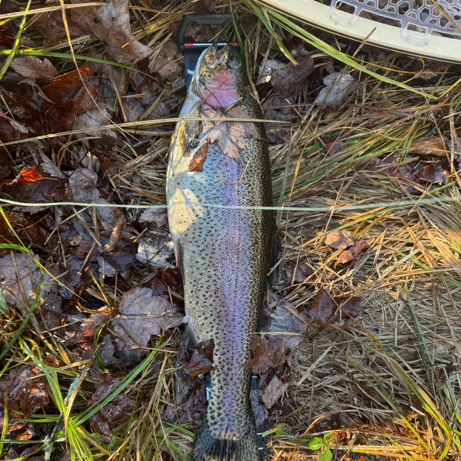 Rainbow trout caught on Fishbrain