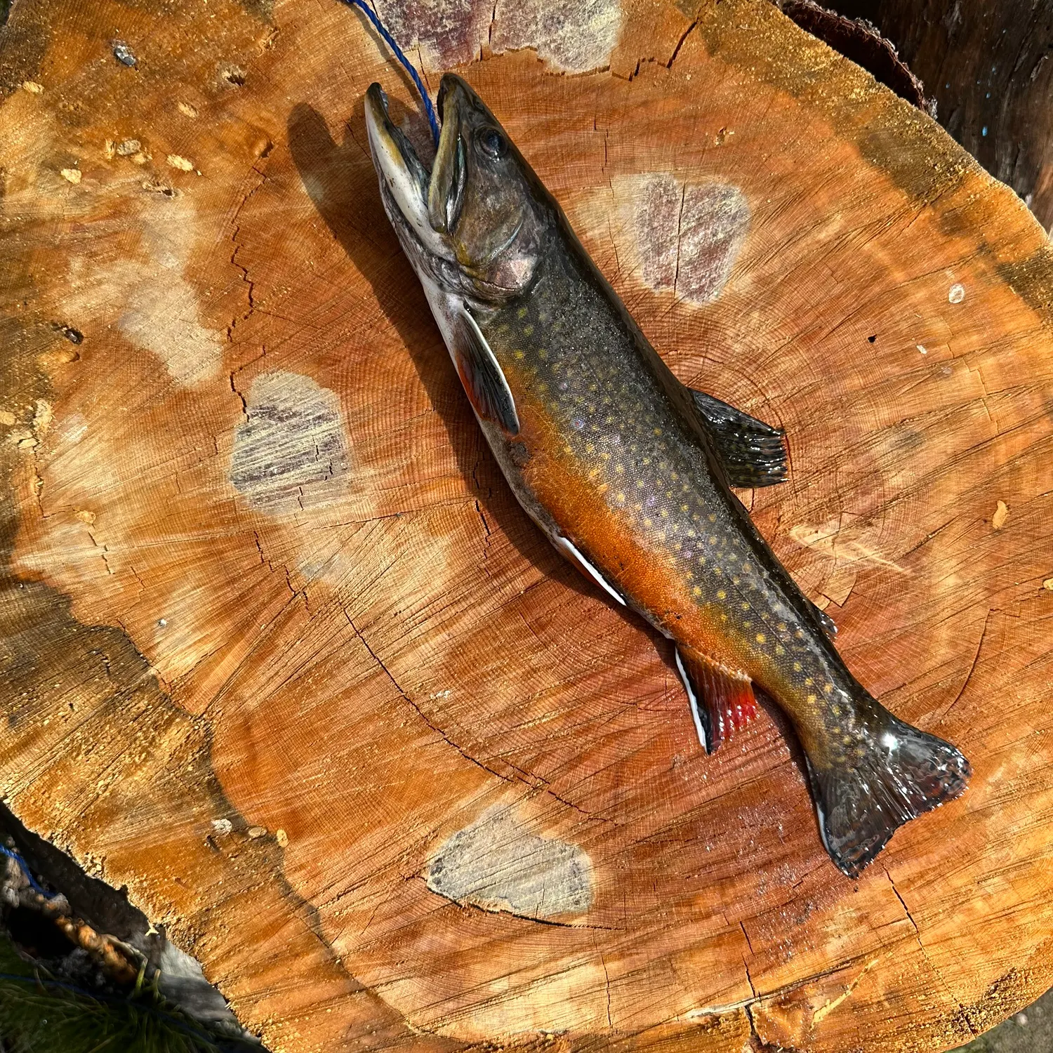 Brook trout caught on Fishbrain