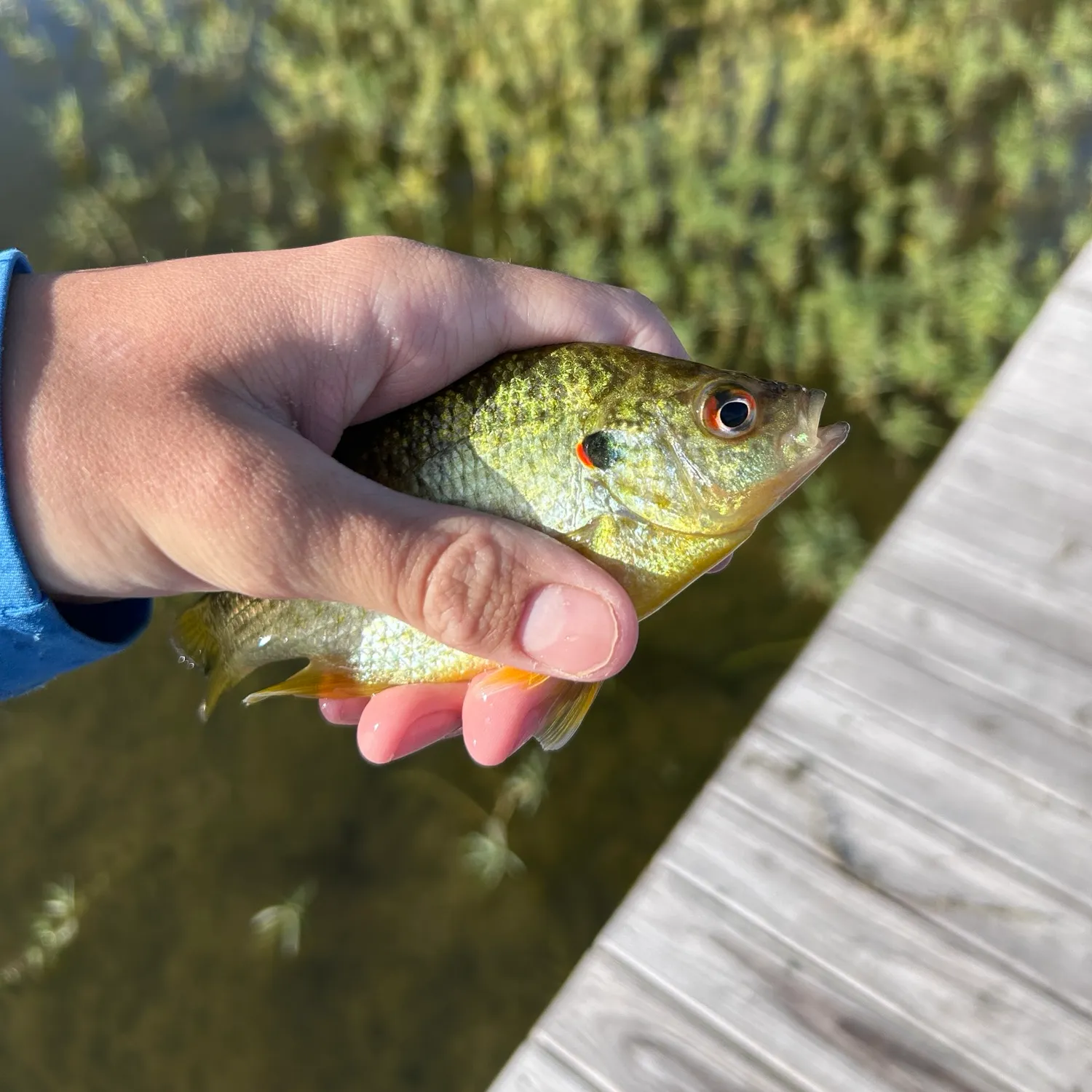 Redear sunfish caught on Fishbrain