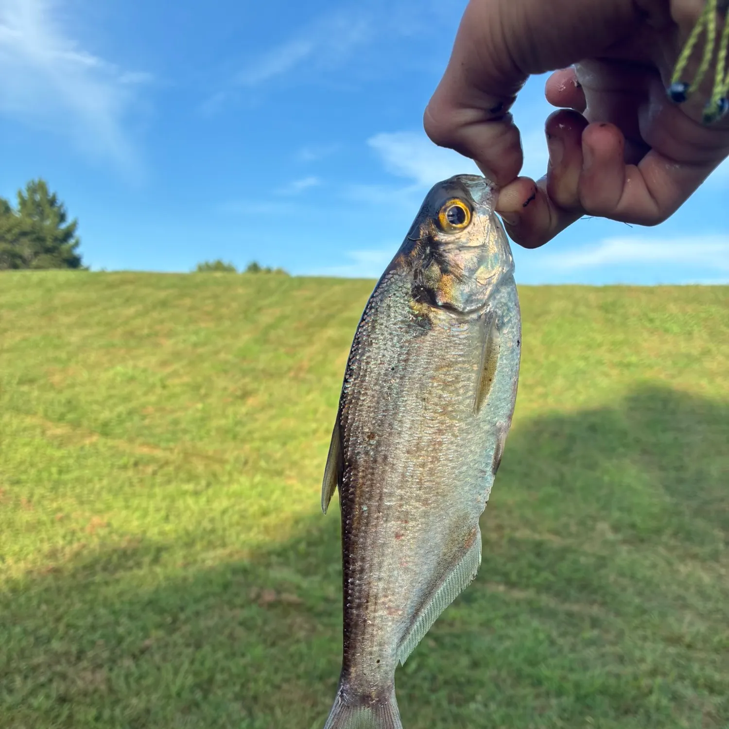 The most recent American gizzard shad catches on Fishbrain