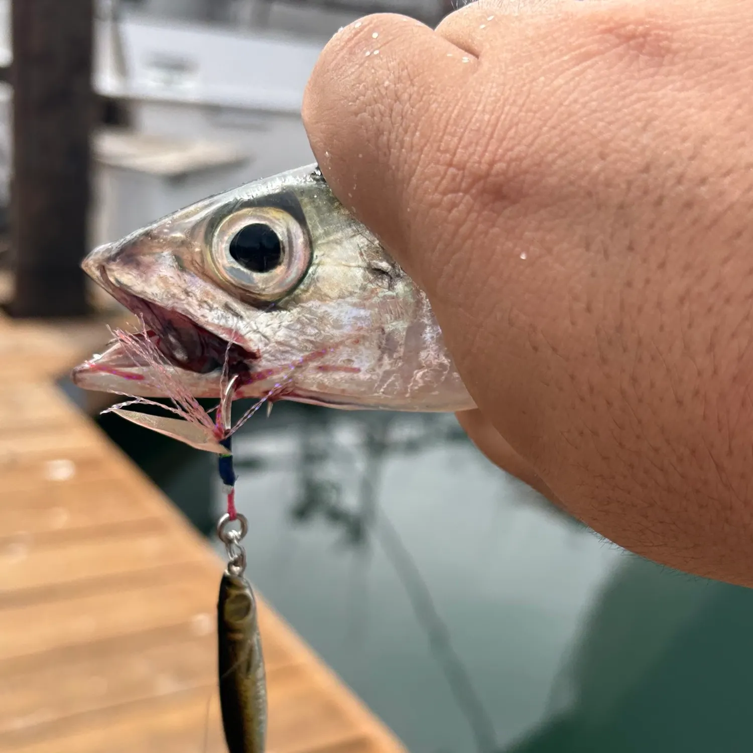 Pacific chub mackerel caught on Fishbrain