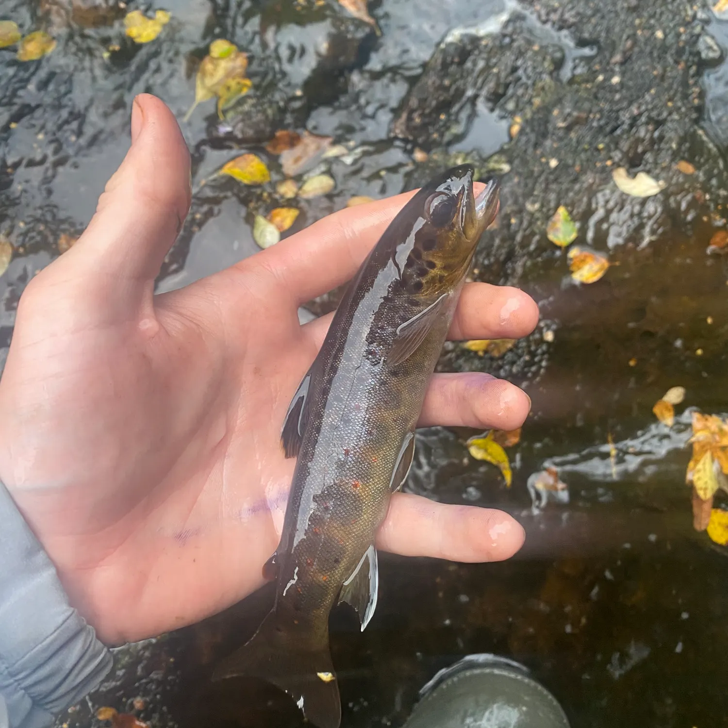 Brown trout caught on Fishbrain