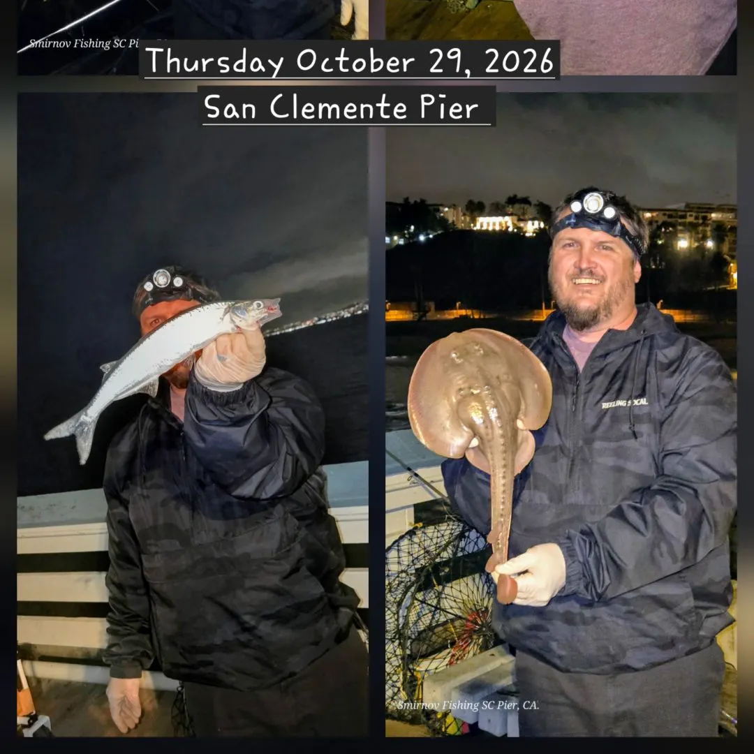 Surf smelt caught on Fishbrain
