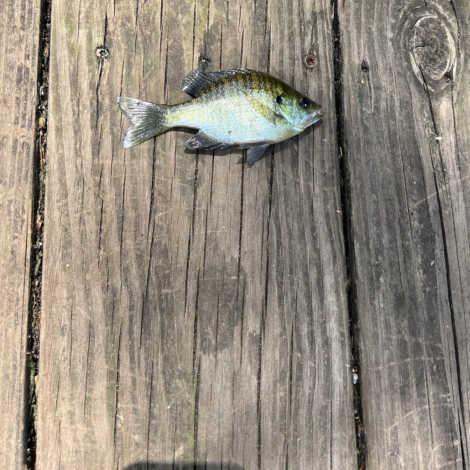 Bluegill caught on Fishbrain