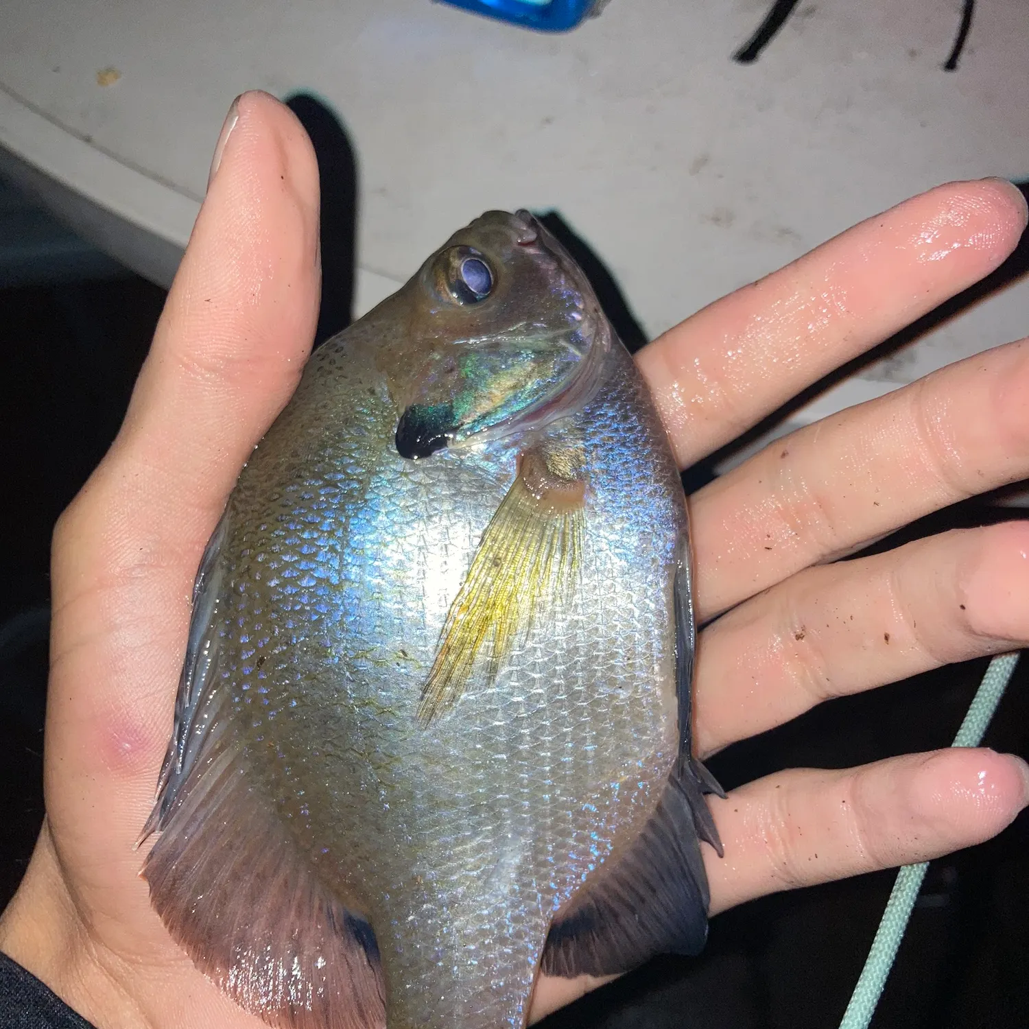 Bluegill caught on Fishbrain