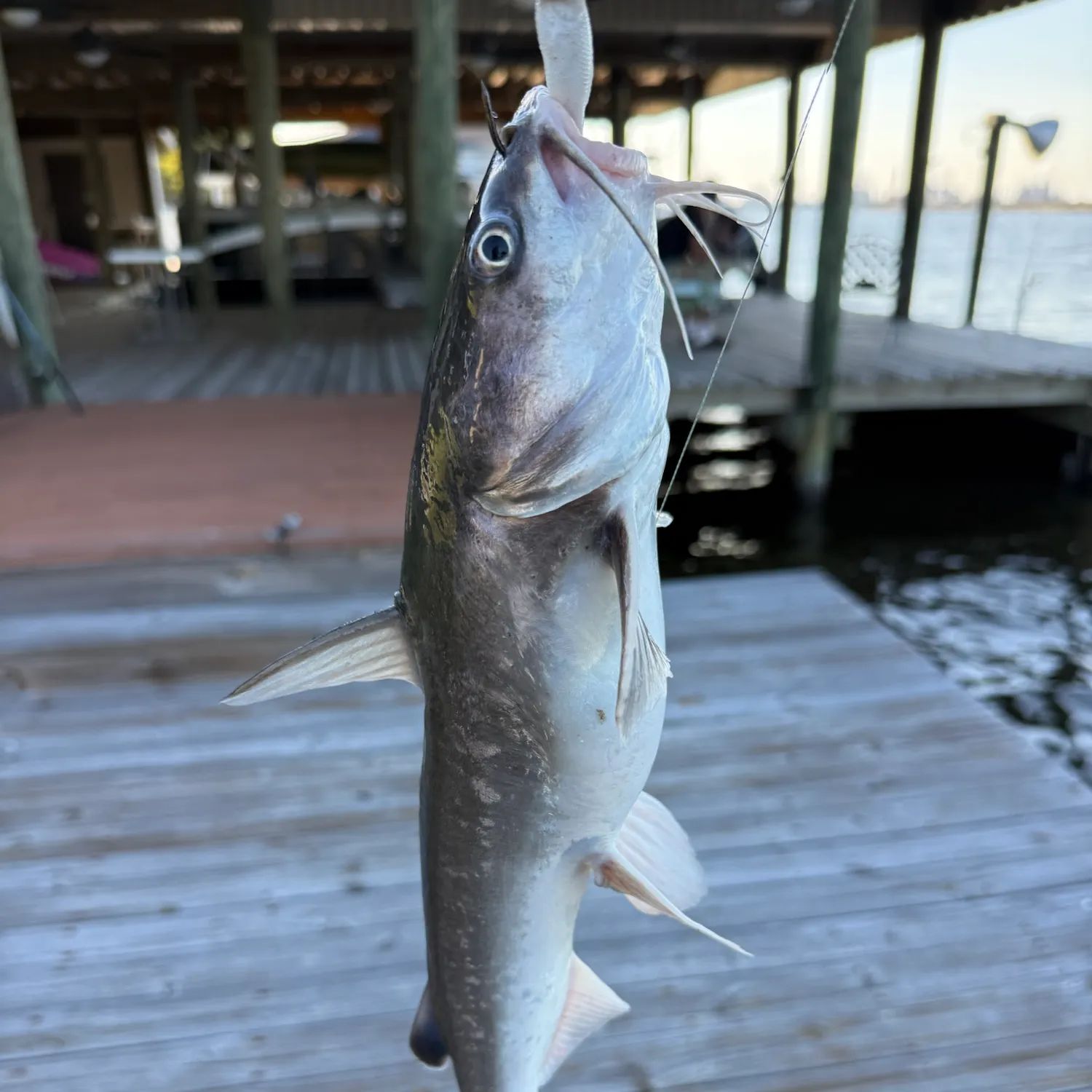 Blue catfish caught on Fishbrain