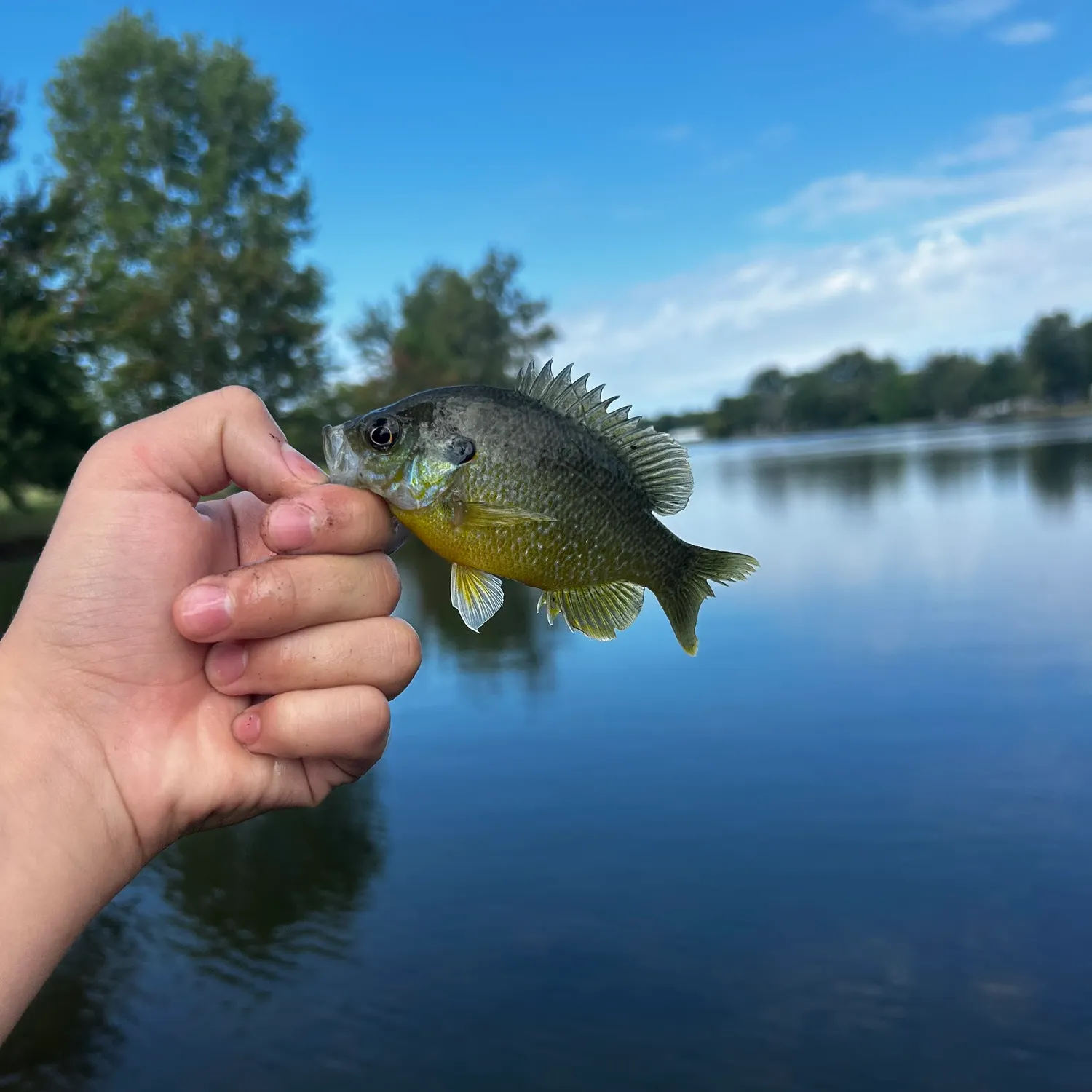 Greengill hybrid caught on Fishbrain