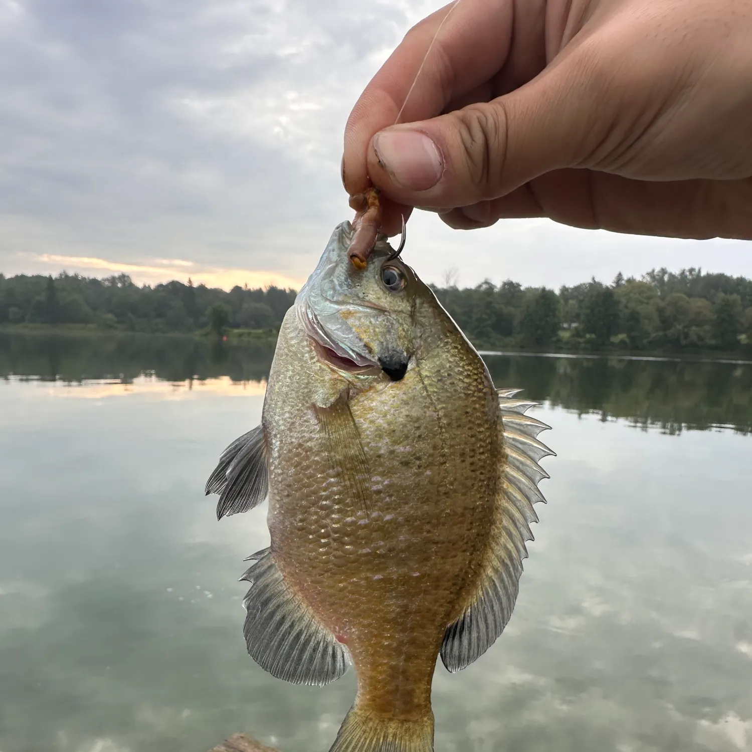 Bluegill caught on Fishbrain