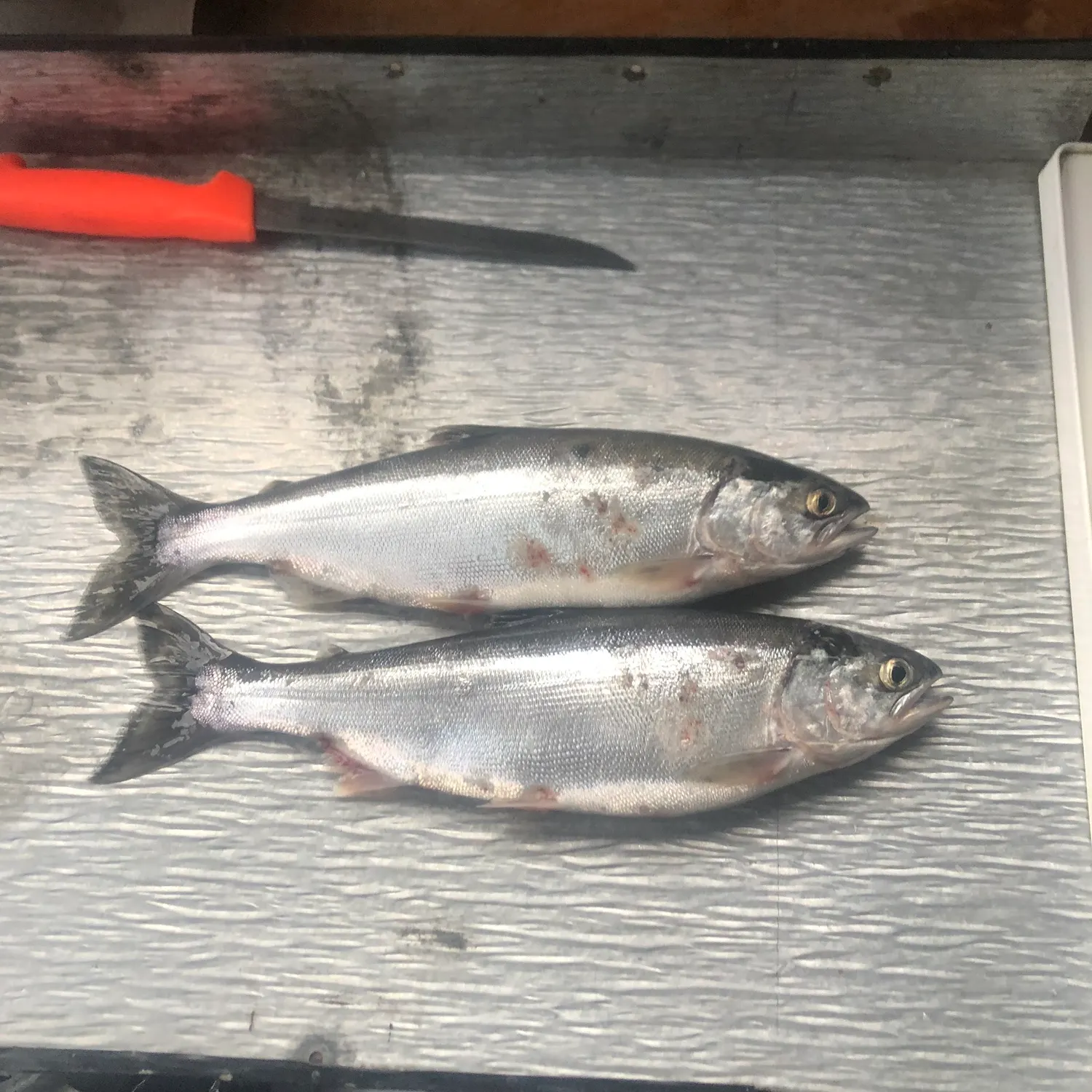 recently logged catches