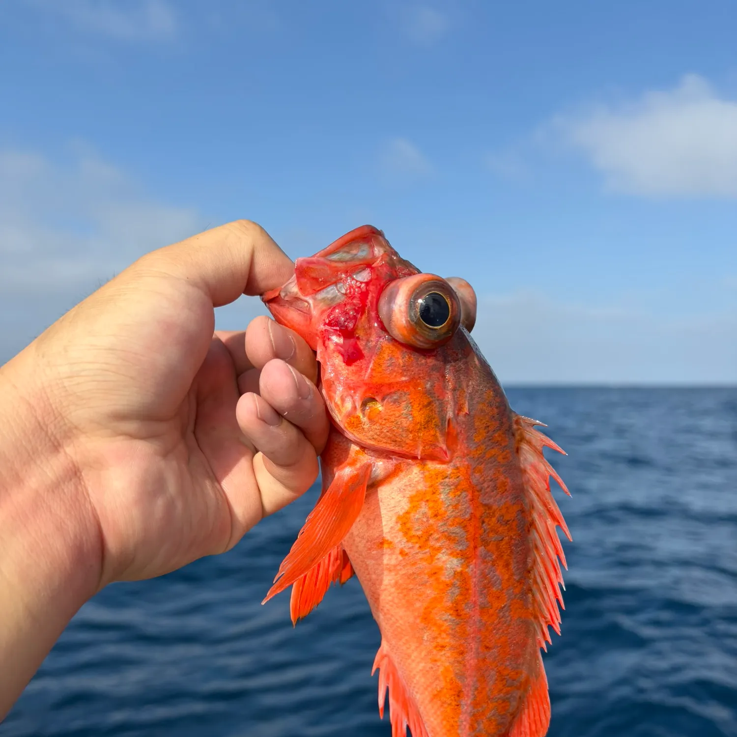The most recent Vermilion rockfish catches on Fishbrain