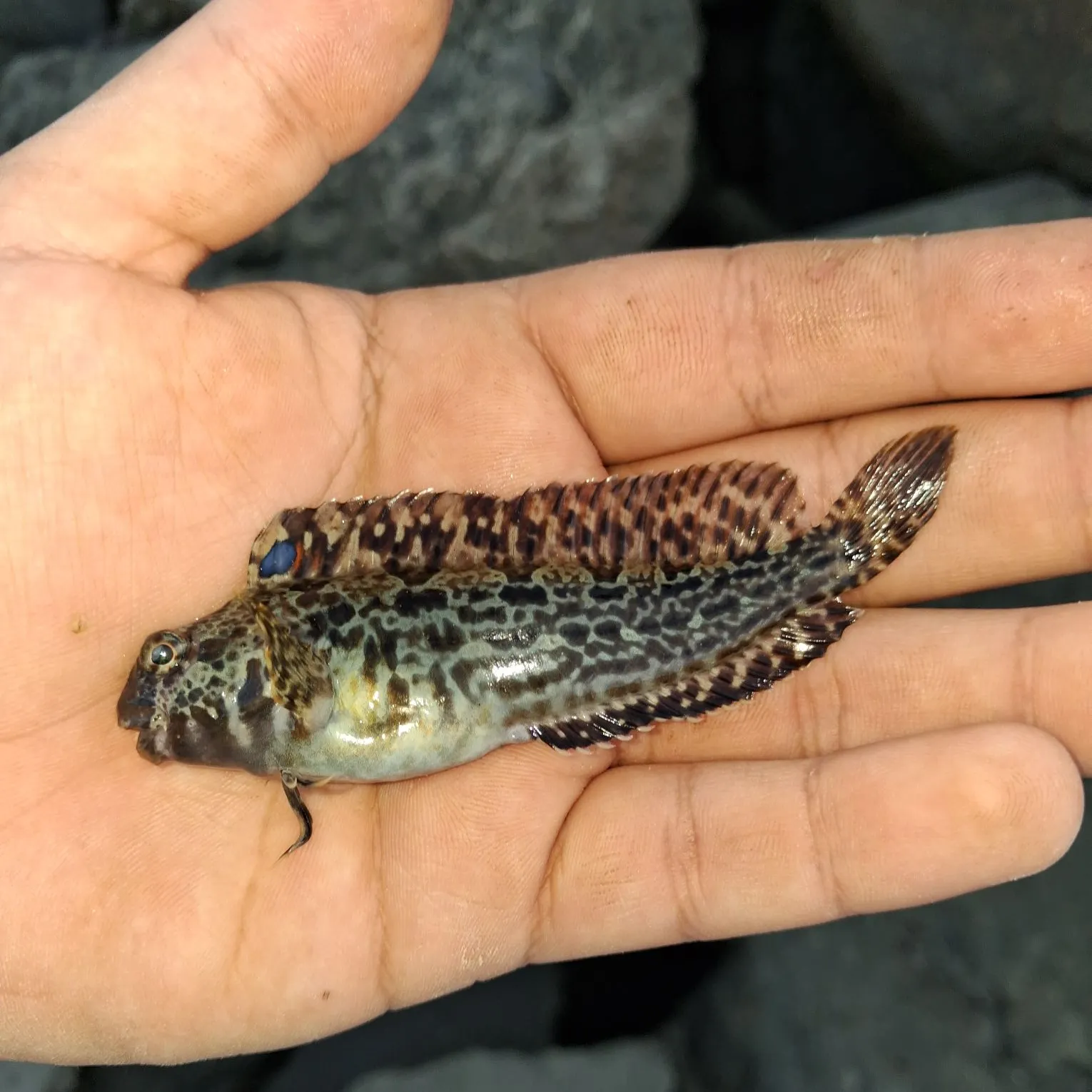 The most recent Bay blenny catches on Fishbrain