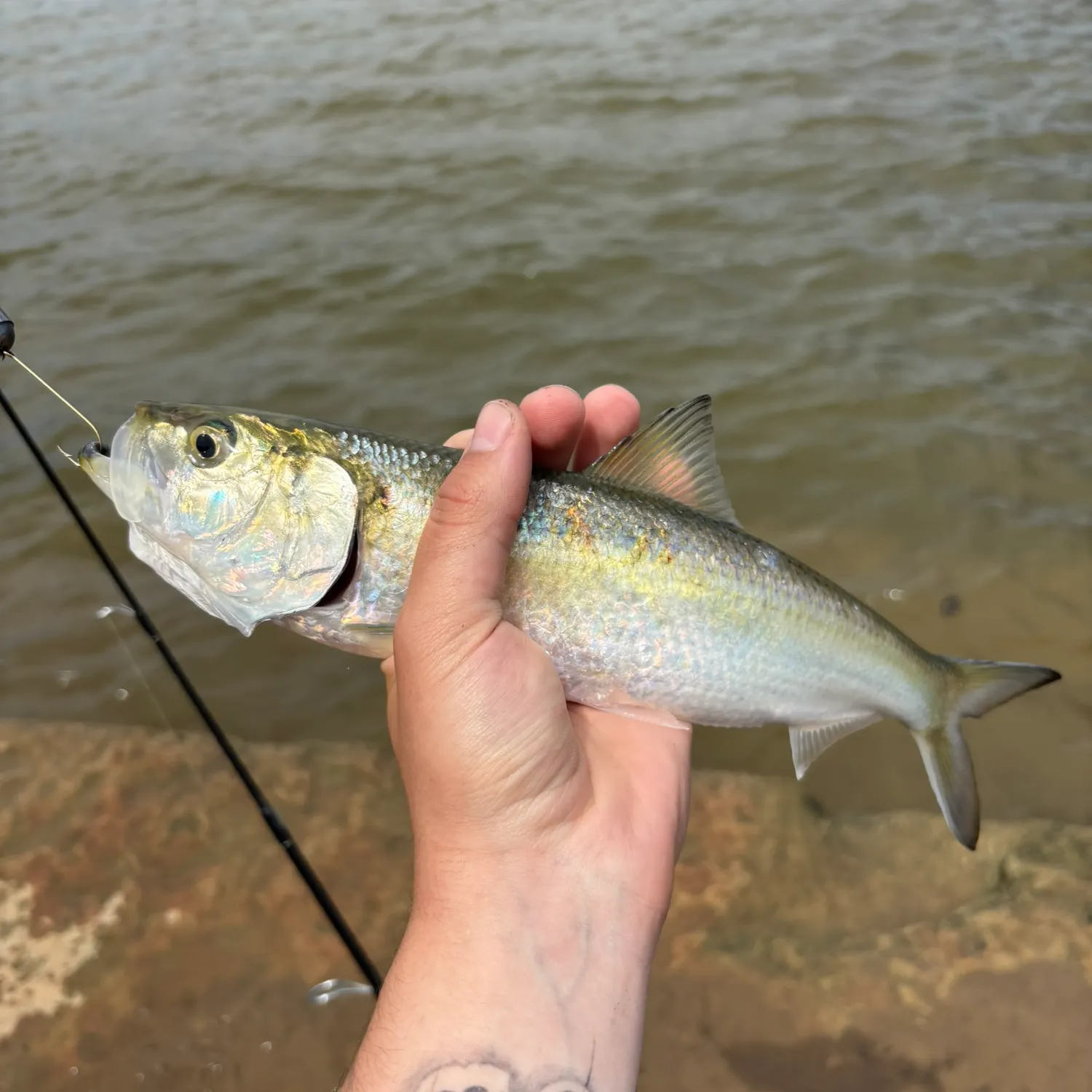 most liked catch image