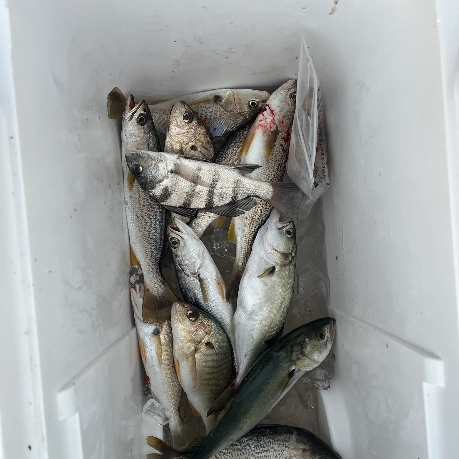 Fish caught on Fishbrain
