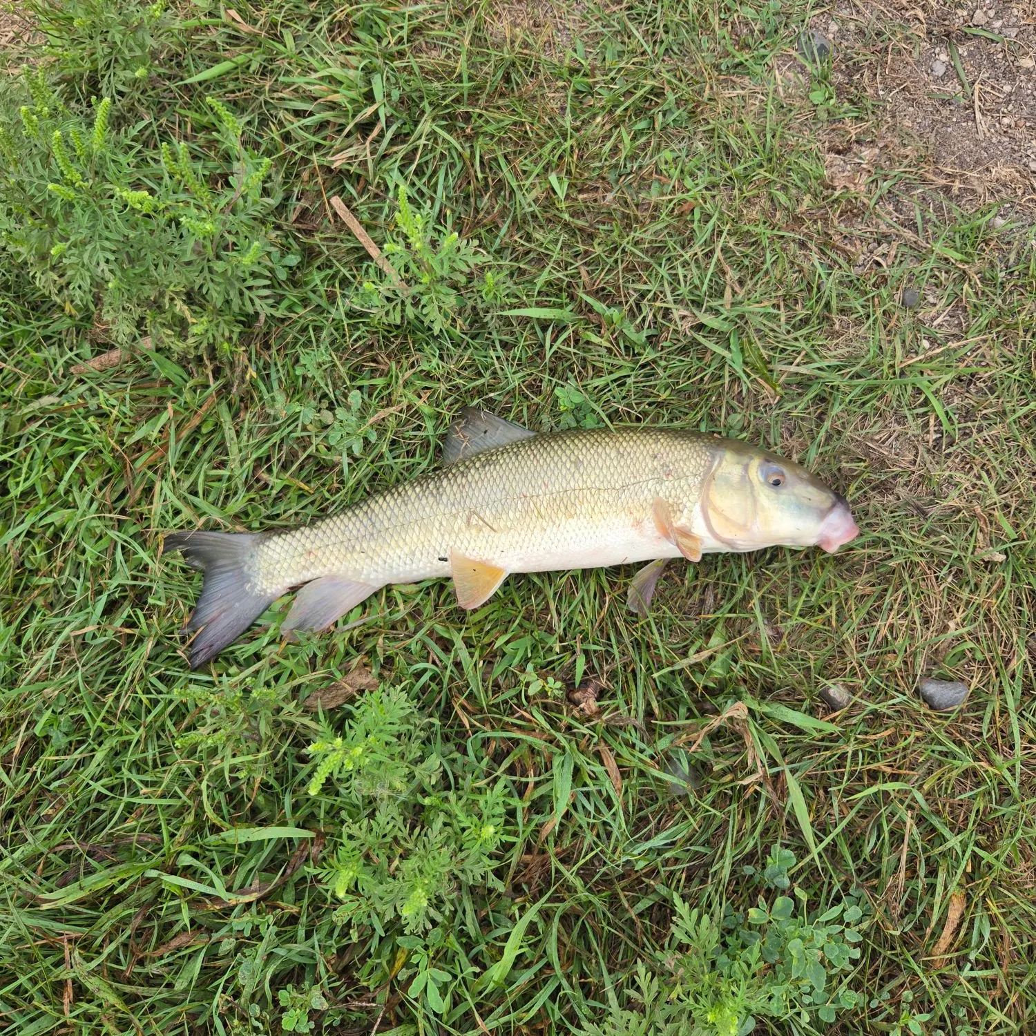 The most recent White sucker catches on Fishbrain