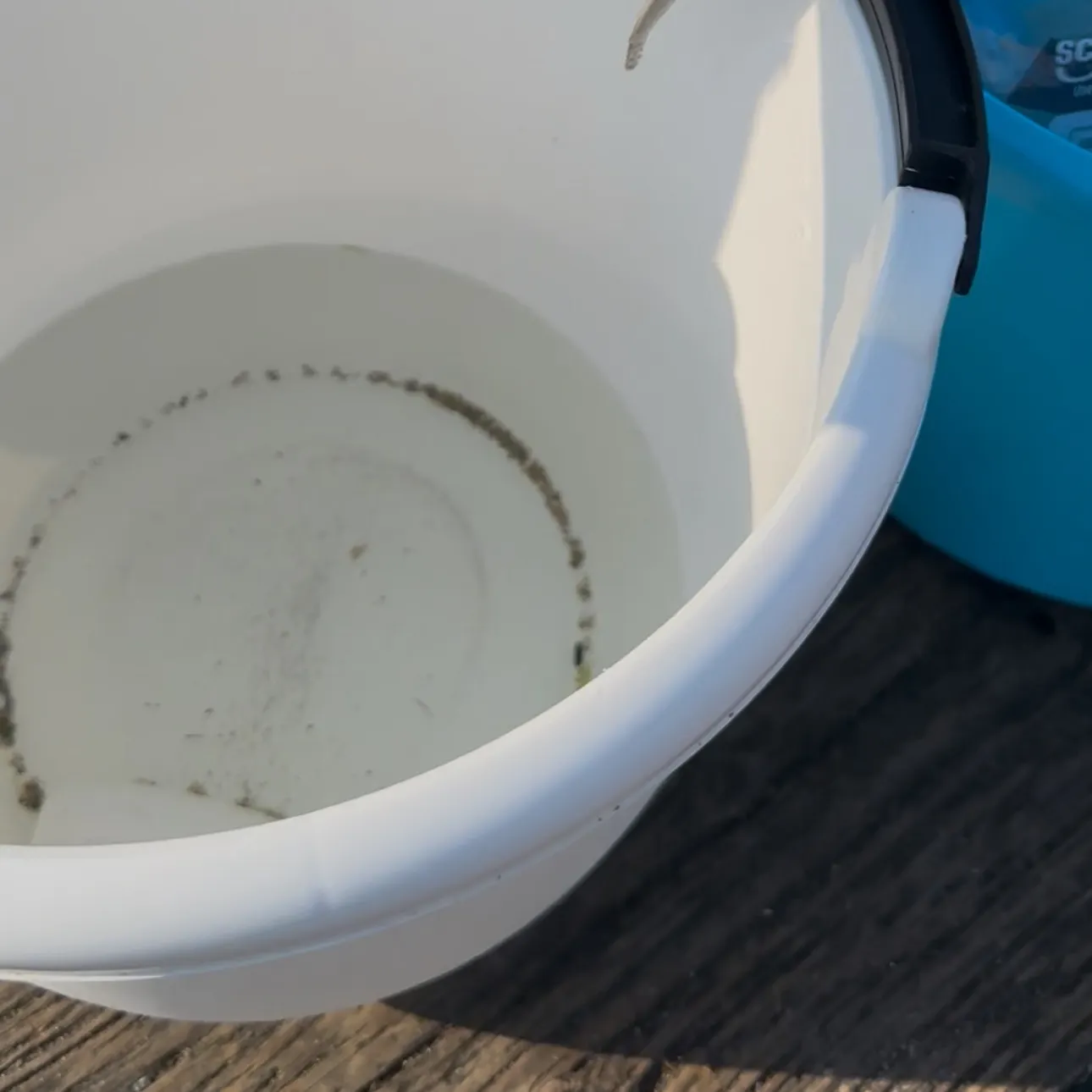 The most recent Pacific sand lance catches on Fishbrain