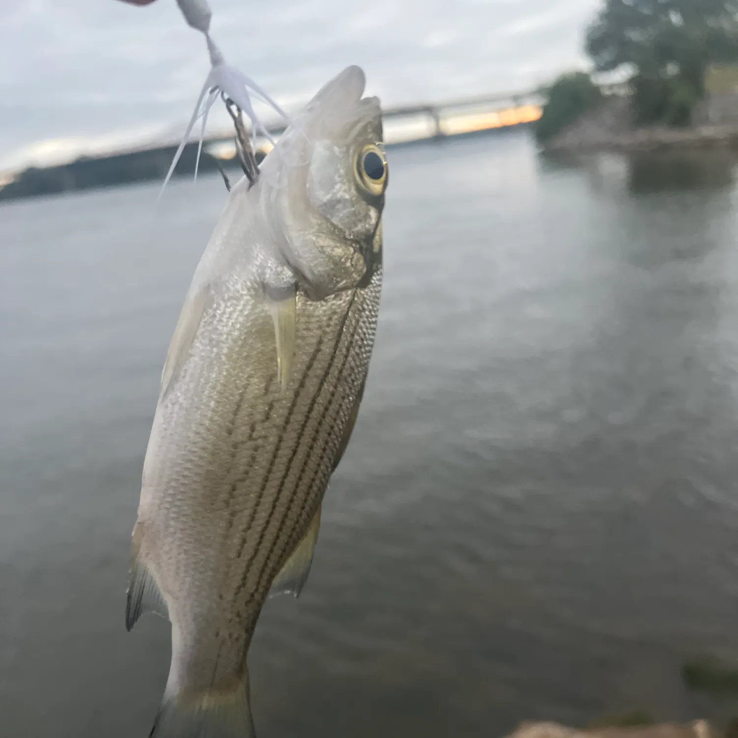 White bass caught on Fishbrain