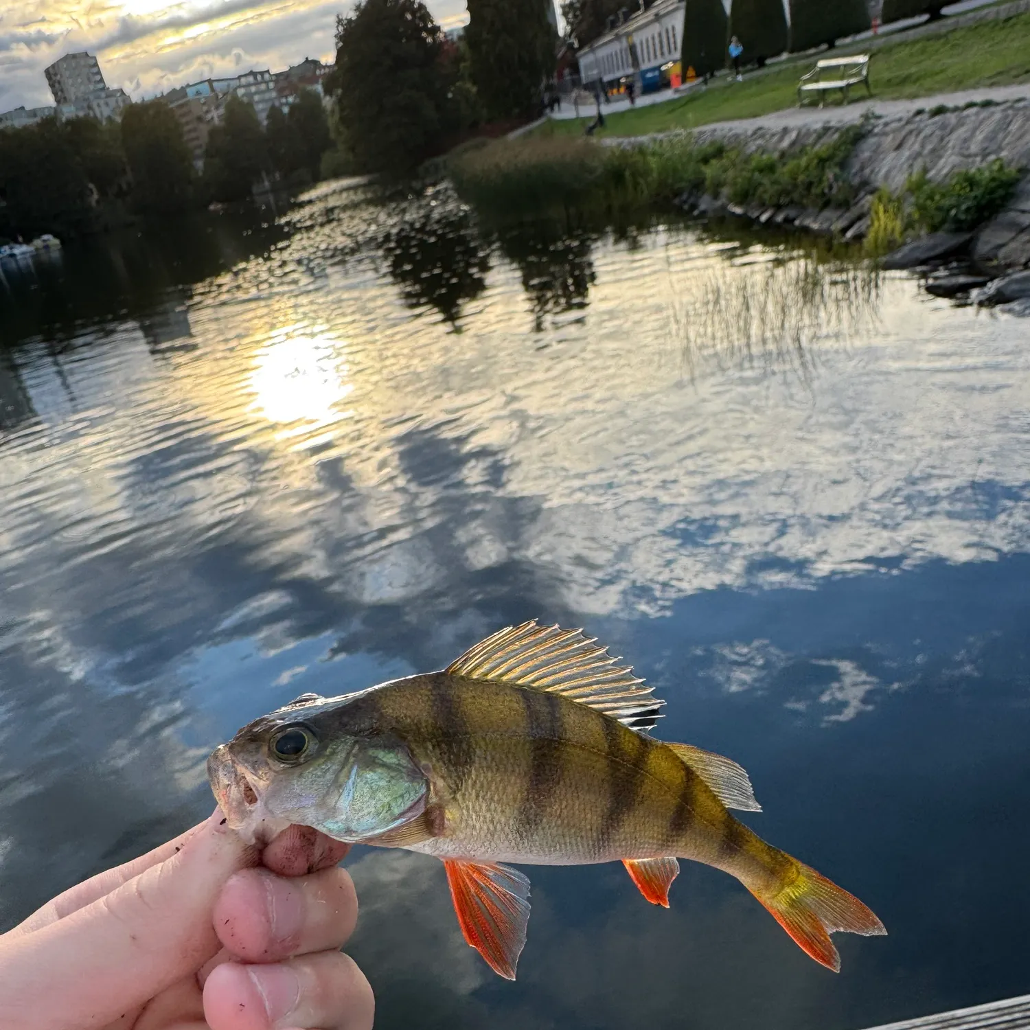 European perch caught on Fishbrain