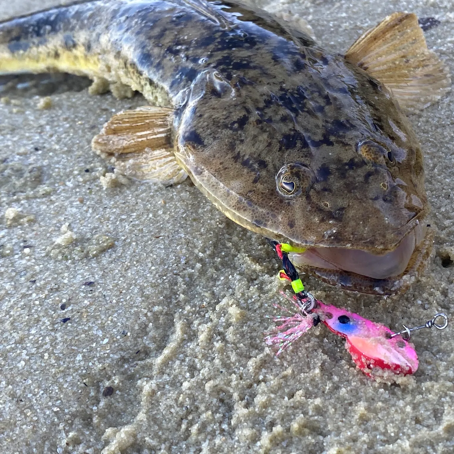 The most recent Bartail flathead catches on Fishbrain