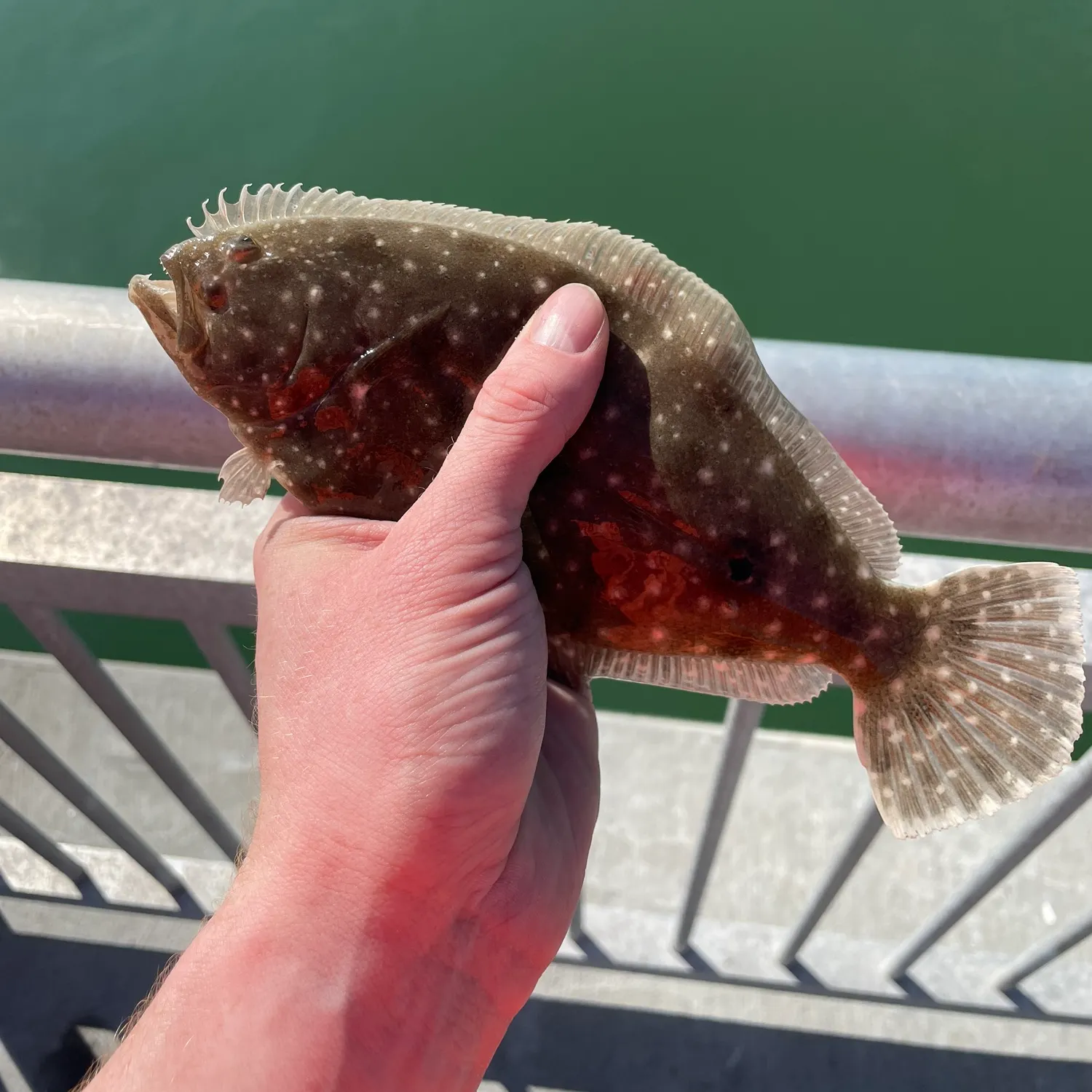 The most recent Gulf flounder catches on Fishbrain