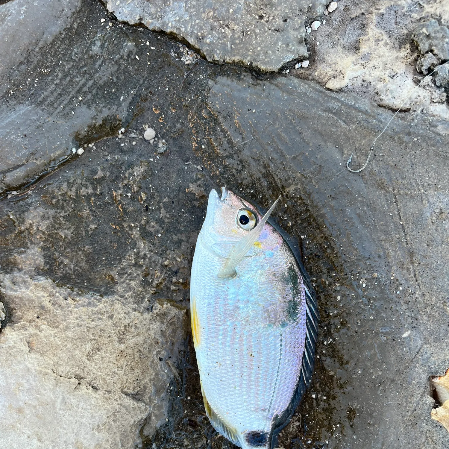 The most recent Annular seabream catches on Fishbrain