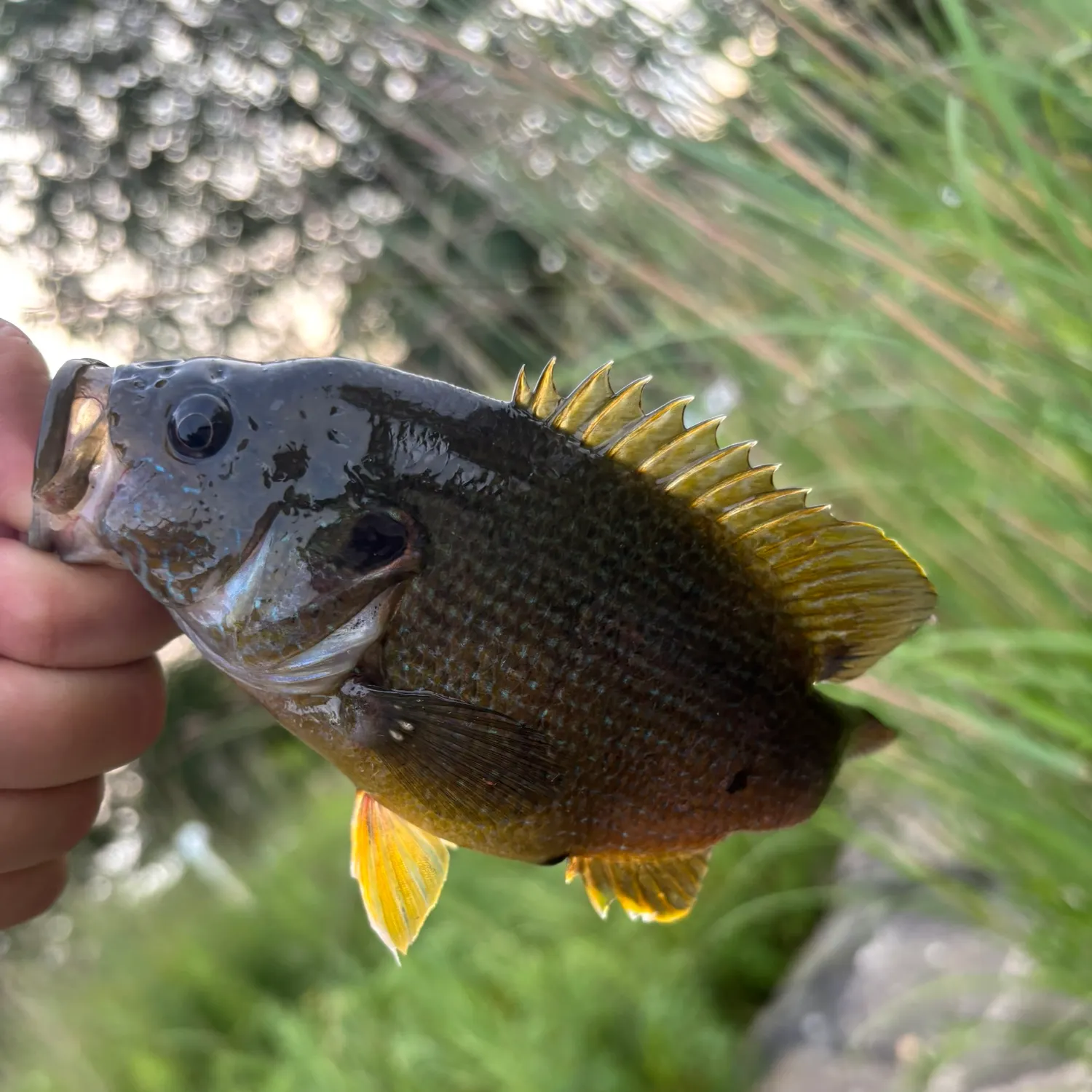 Green sunfish caught on Fishbrain
