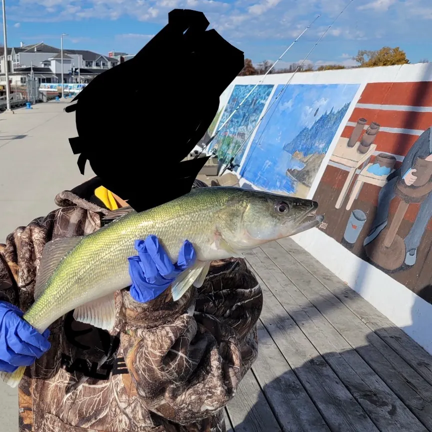 Walleye caught on Fishbrain