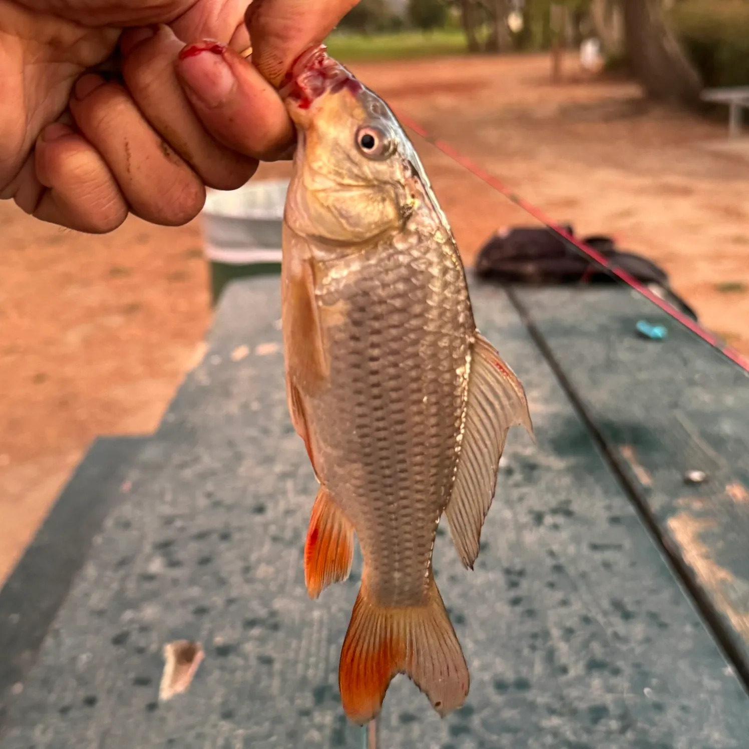 Common carp caught on Fishbrain