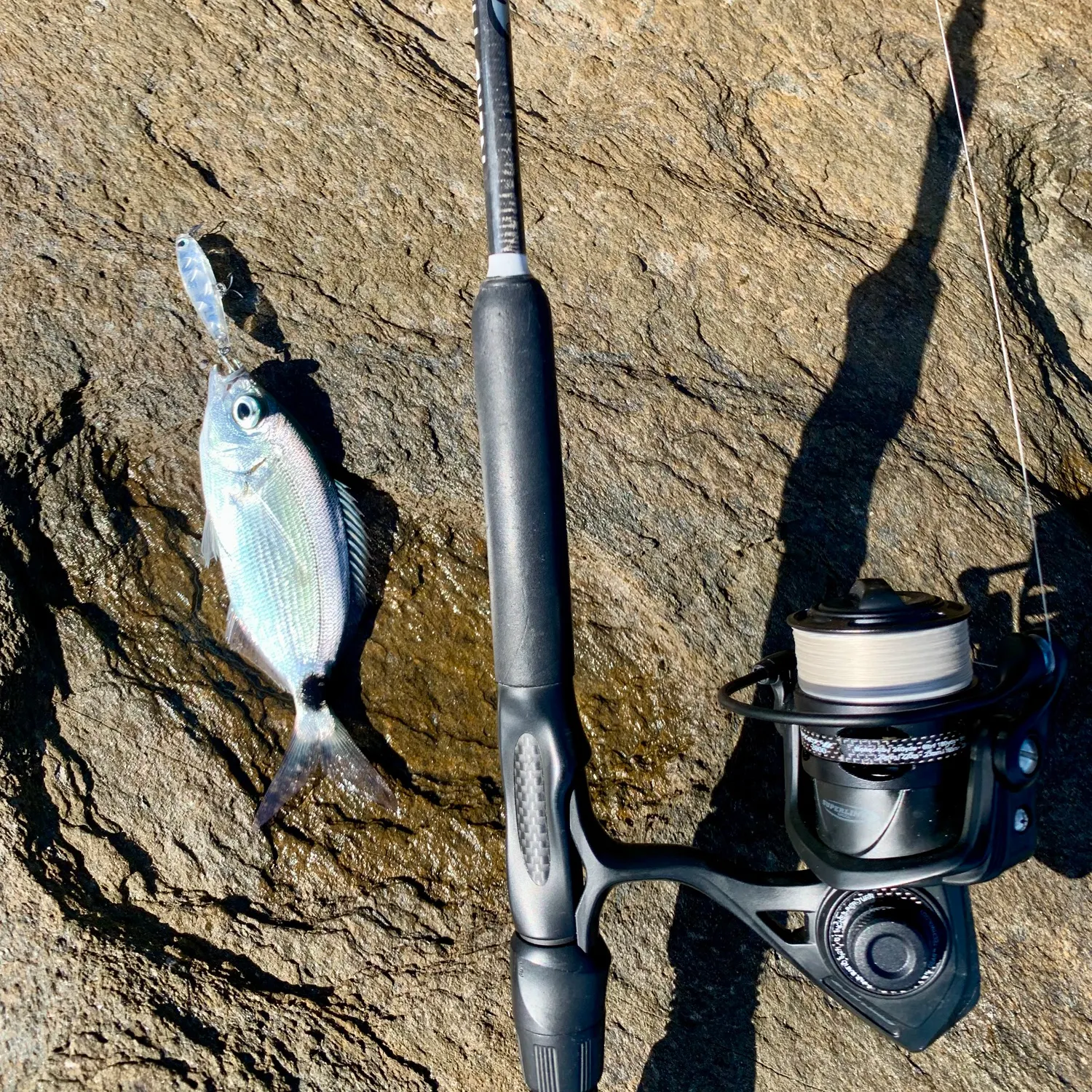 The most recent Saddled seabream catches on Fishbrain