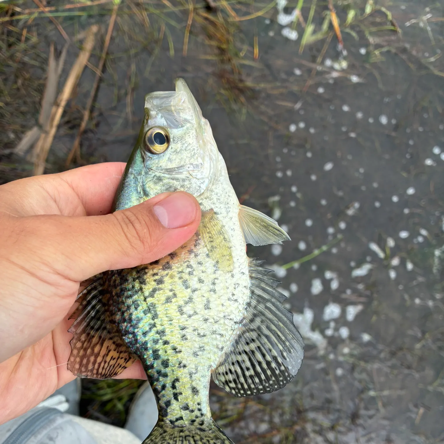 Black crappie caught on Fishbrain