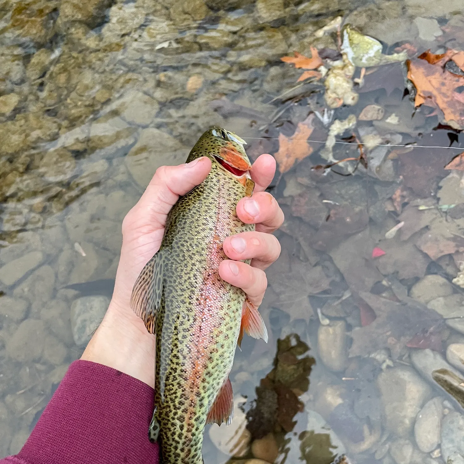 recently logged catches