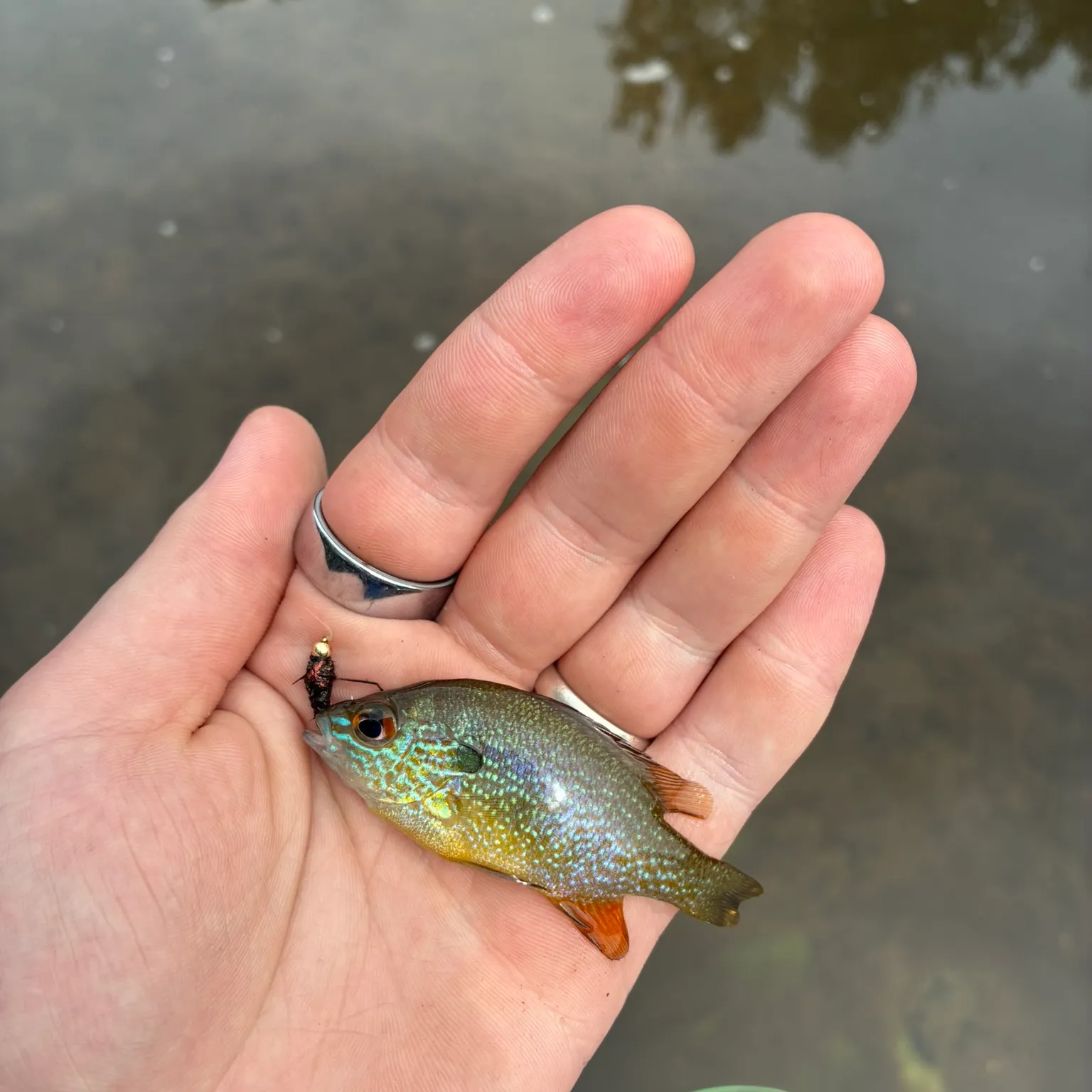 Longear sunfish caught on Fishbrain