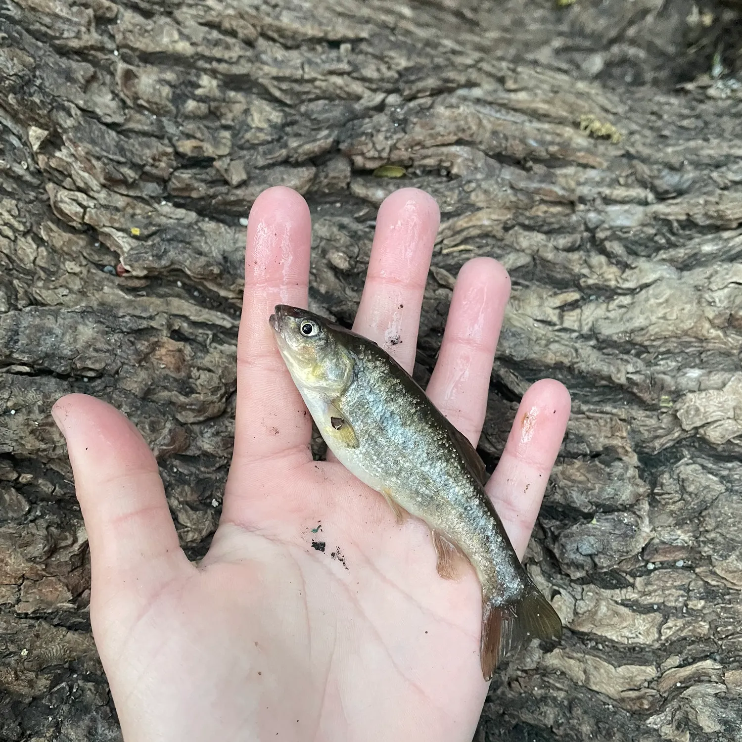 The most recent Arroyo chub catches on Fishbrain