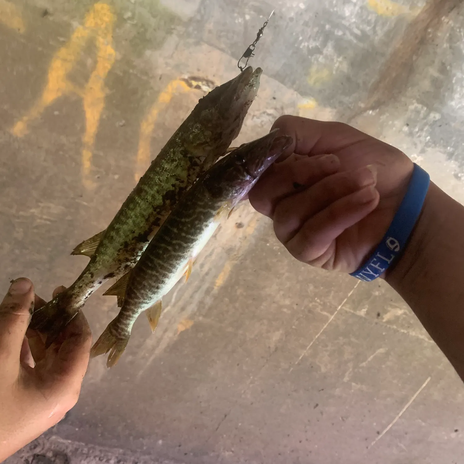 The most recent Grass pickerel catches on Fishbrain