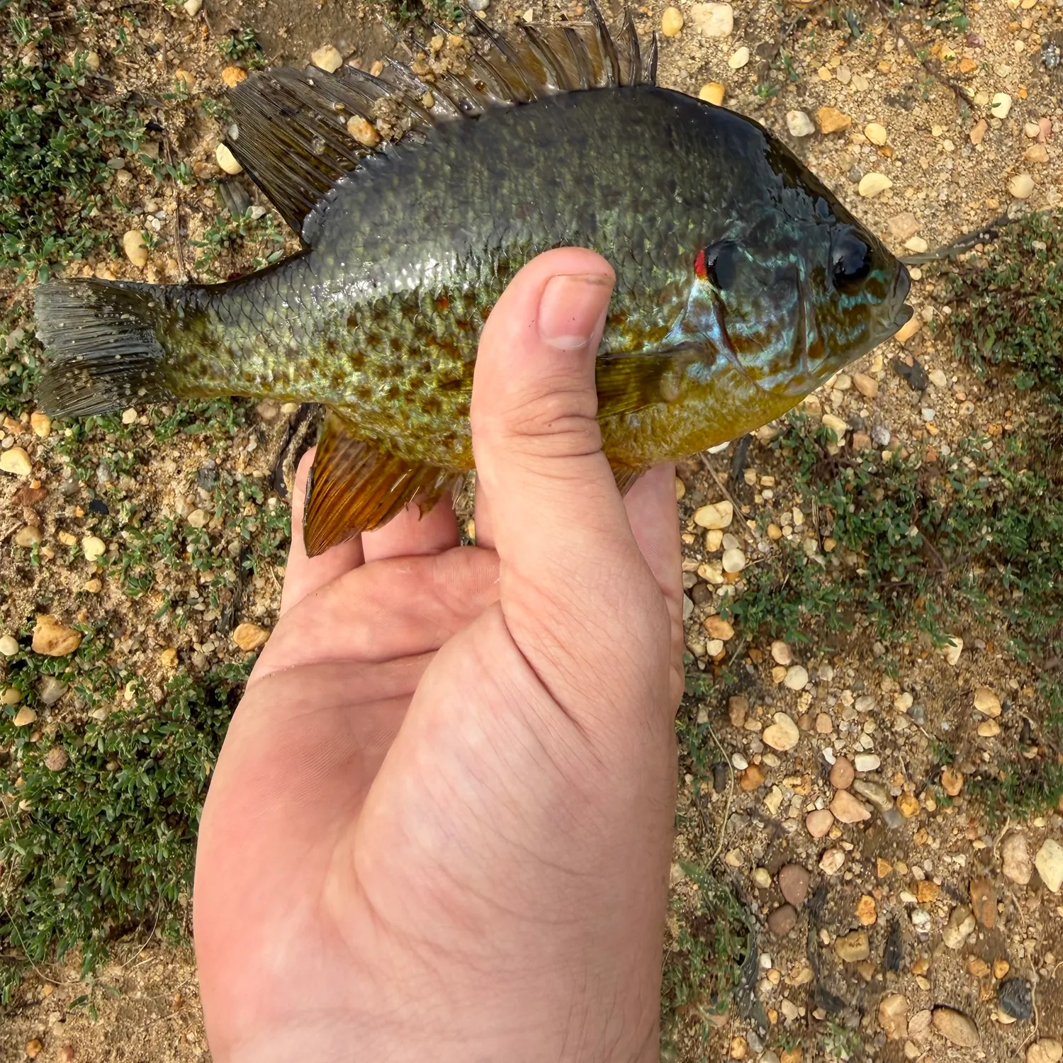 Pumpkinseed caught on Fishbrain