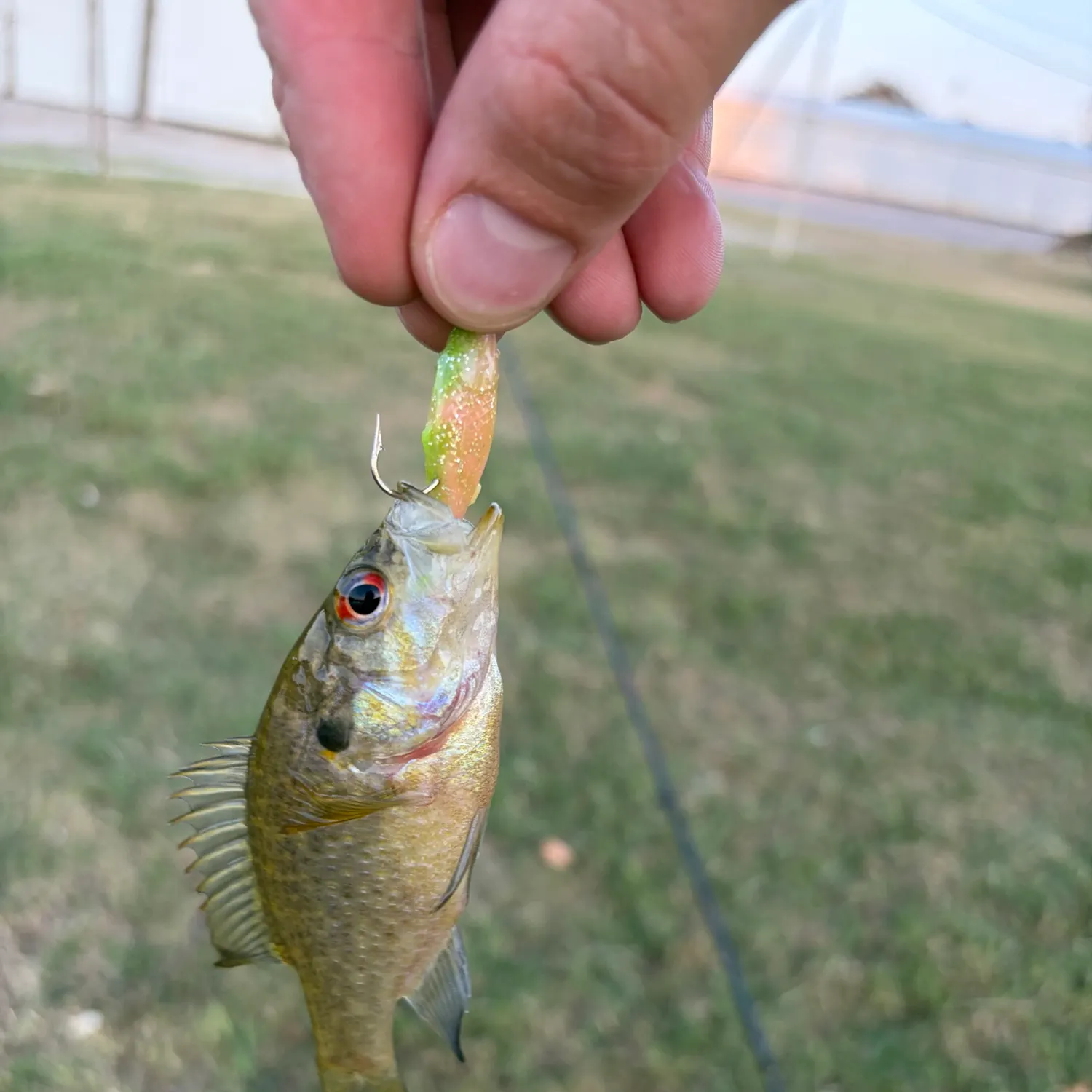 Warmouth caught on Fishbrain