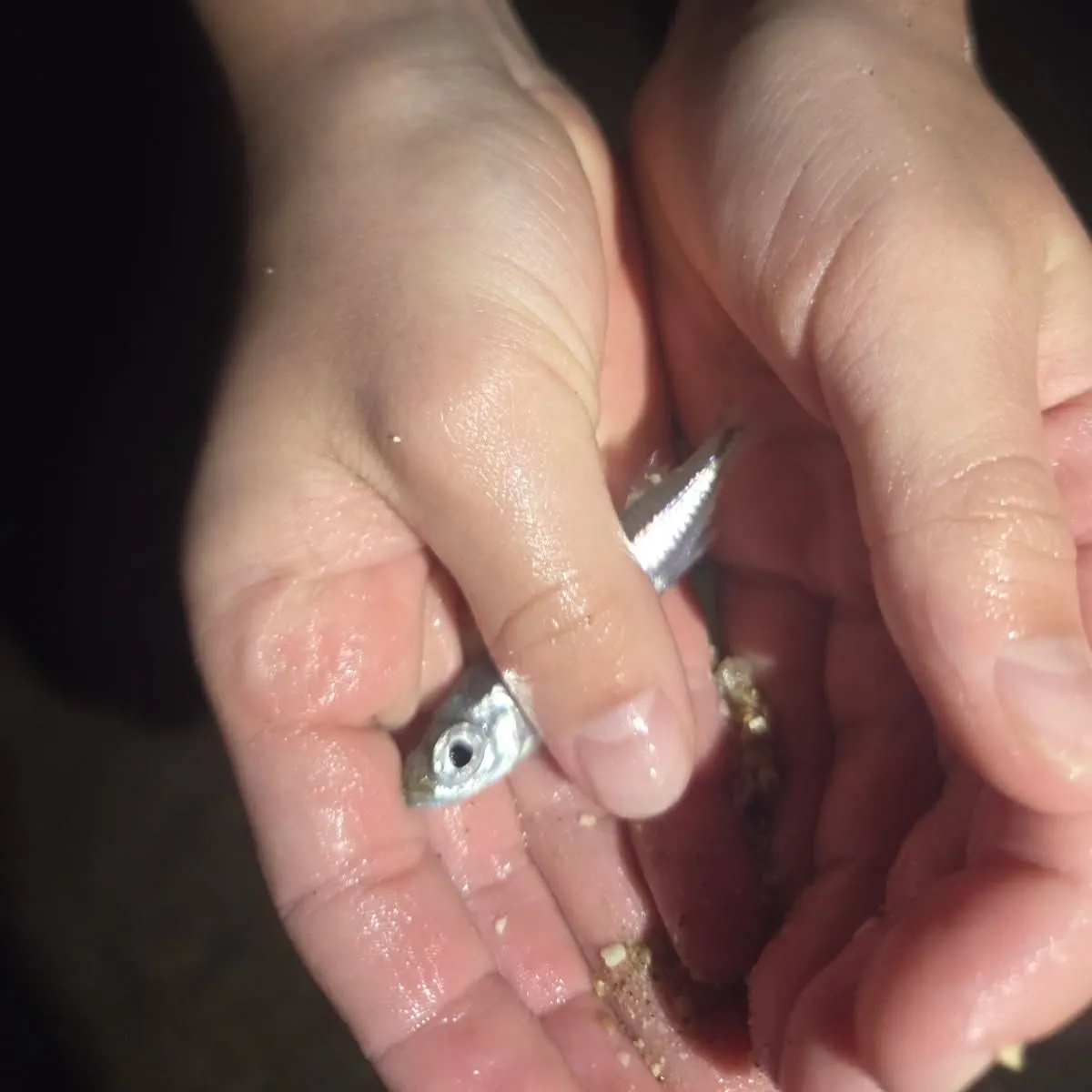 The most recent Bay anchovy catches on Fishbrain