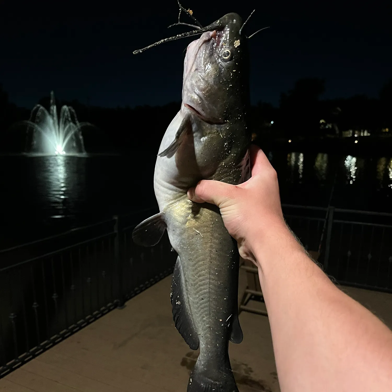 Channel catfish caught on Fishbrain