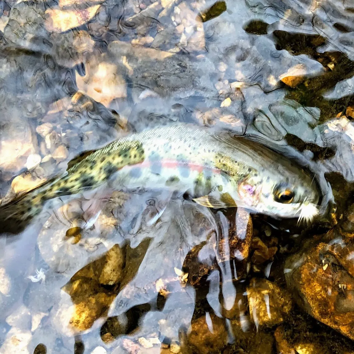 Rainbow trout caught on Fishbrain