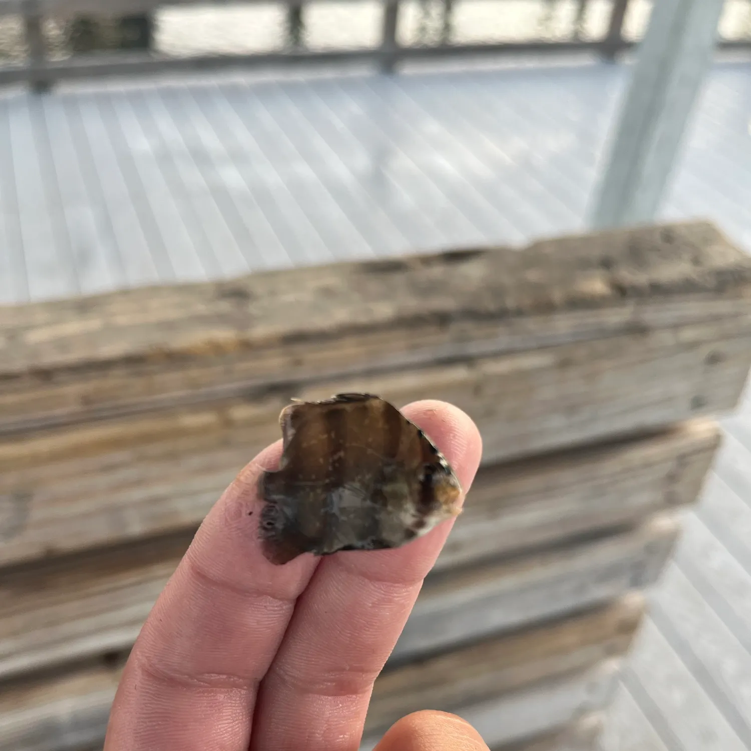 The most recent Atlantic spadefish catches on Fishbrain