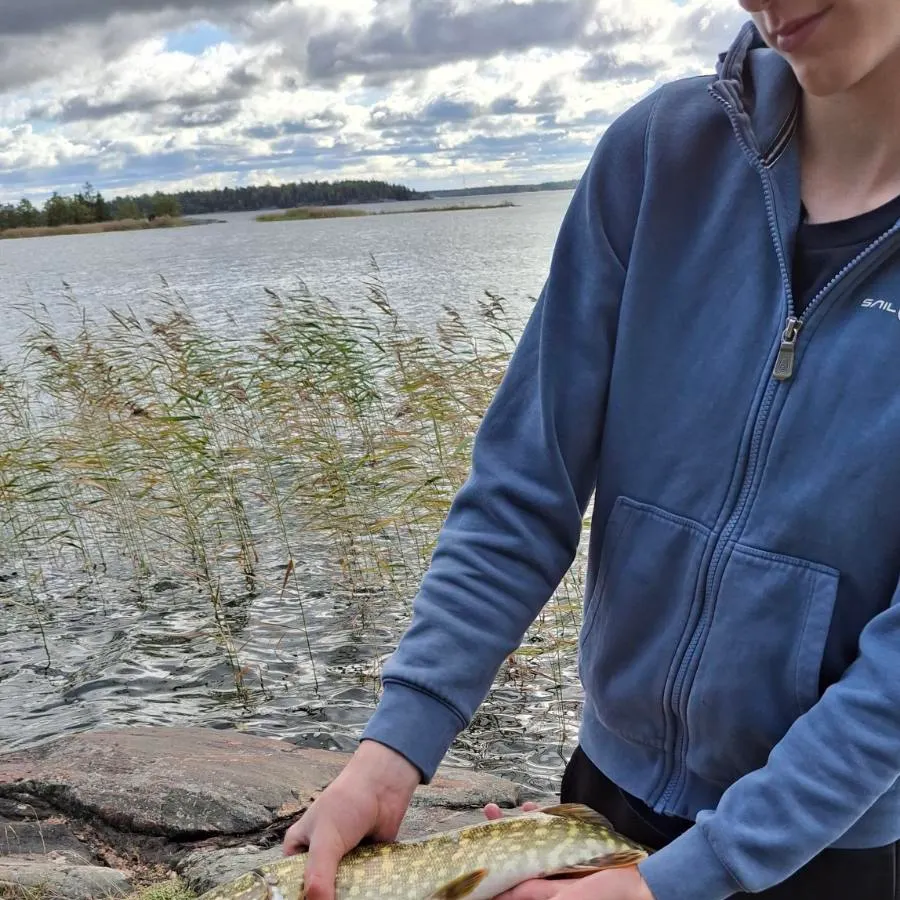 Northern pike caught on Fishbrain