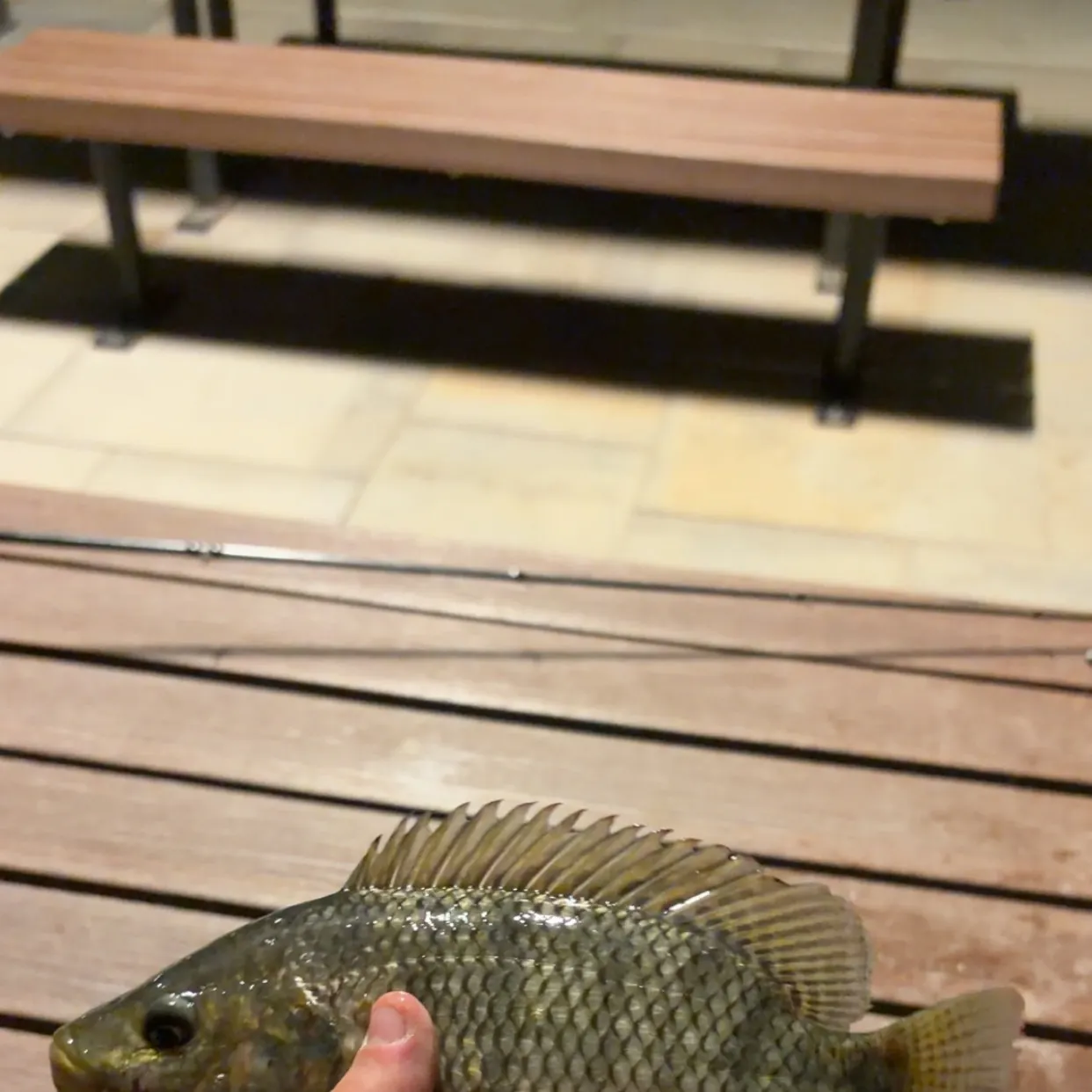 Nile tilapia caught on Fishbrain