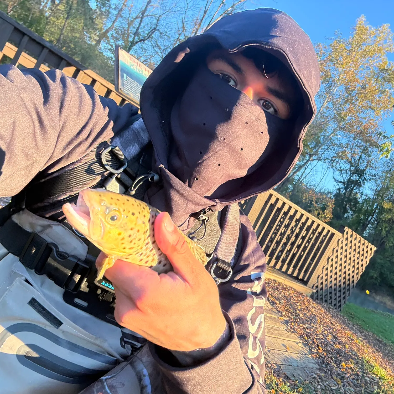 Brown trout caught on Fishbrain