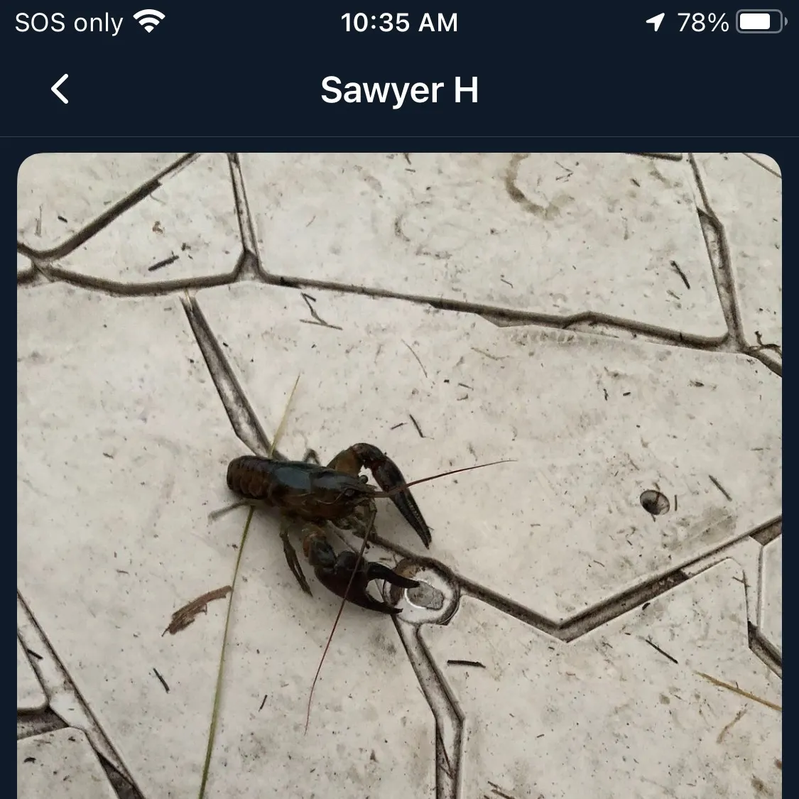Rusty crayfish caught on Fishbrain
