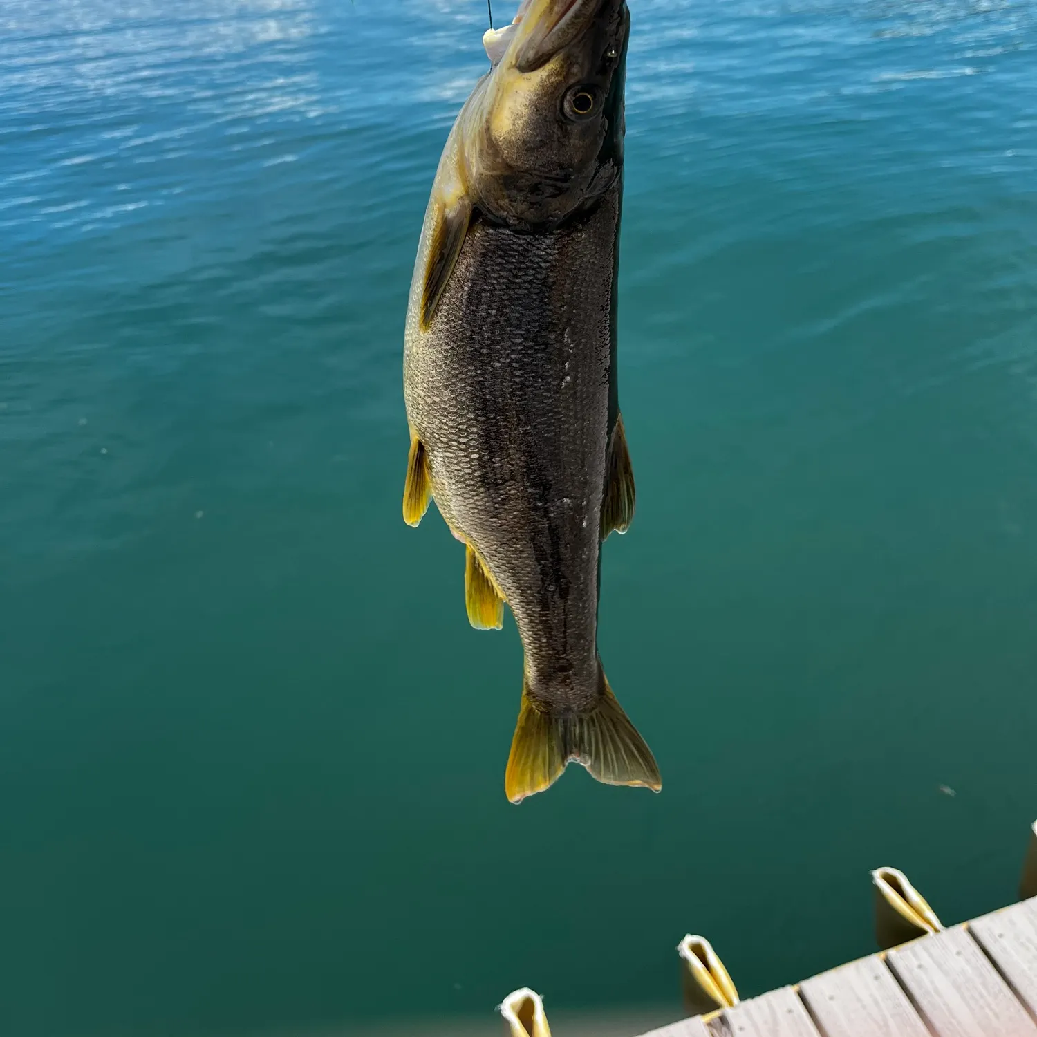 The most recent Northern pikeminnow catches on Fishbrain