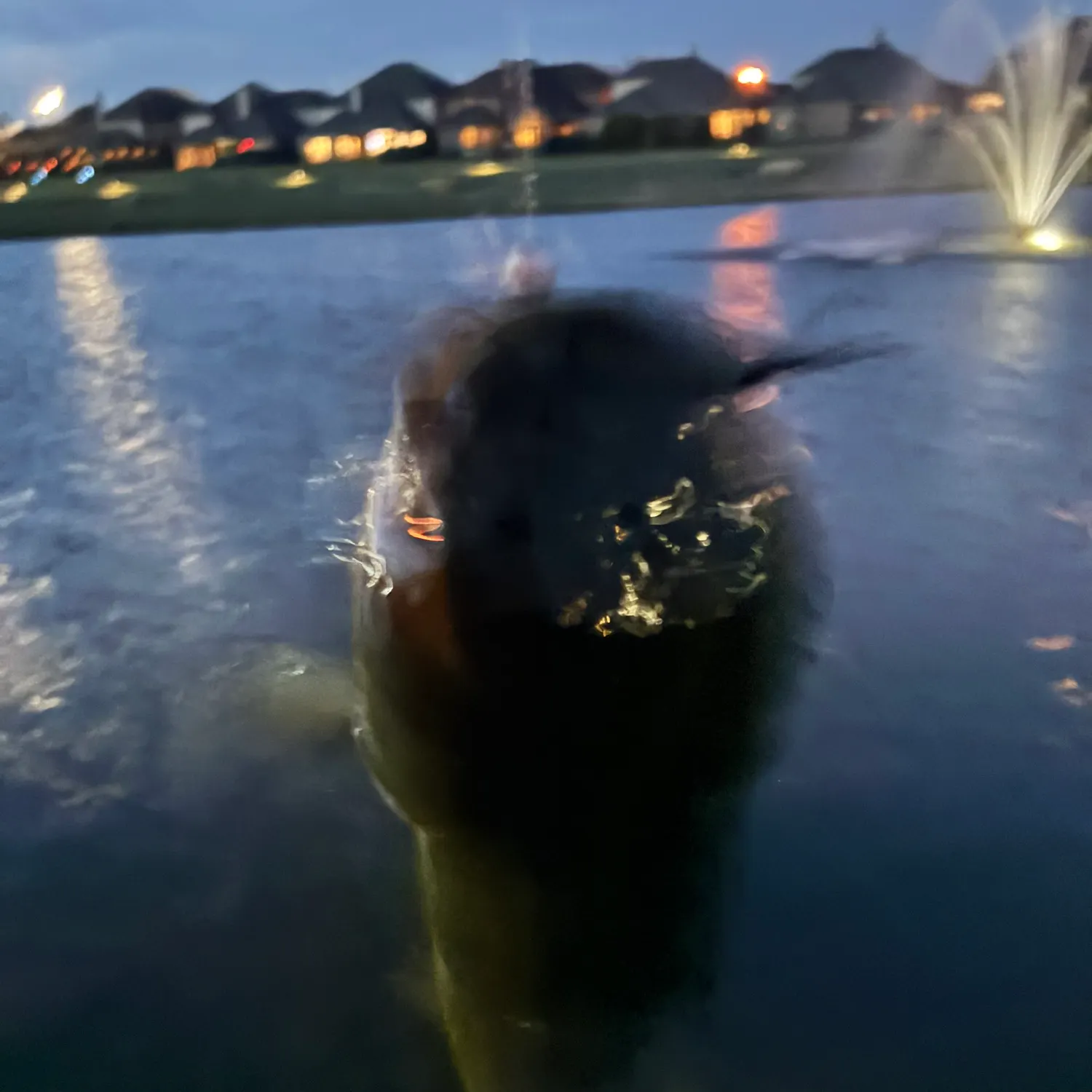 The most recent Black bullhead catches on Fishbrain