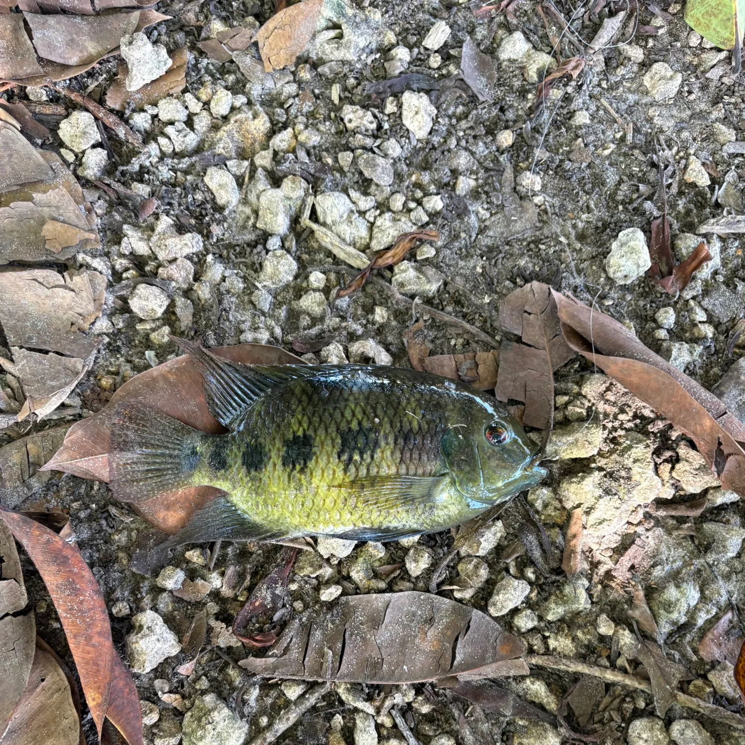 The most recent Spotted tilapia catches on Fishbrain