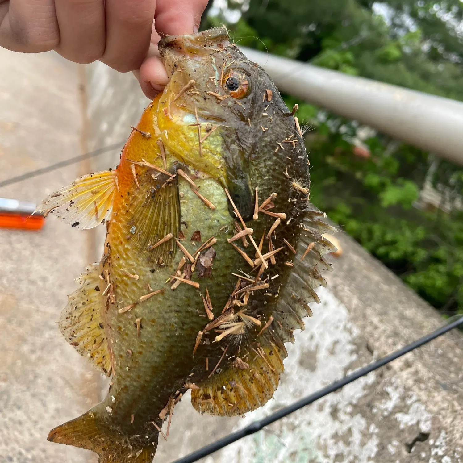 catch